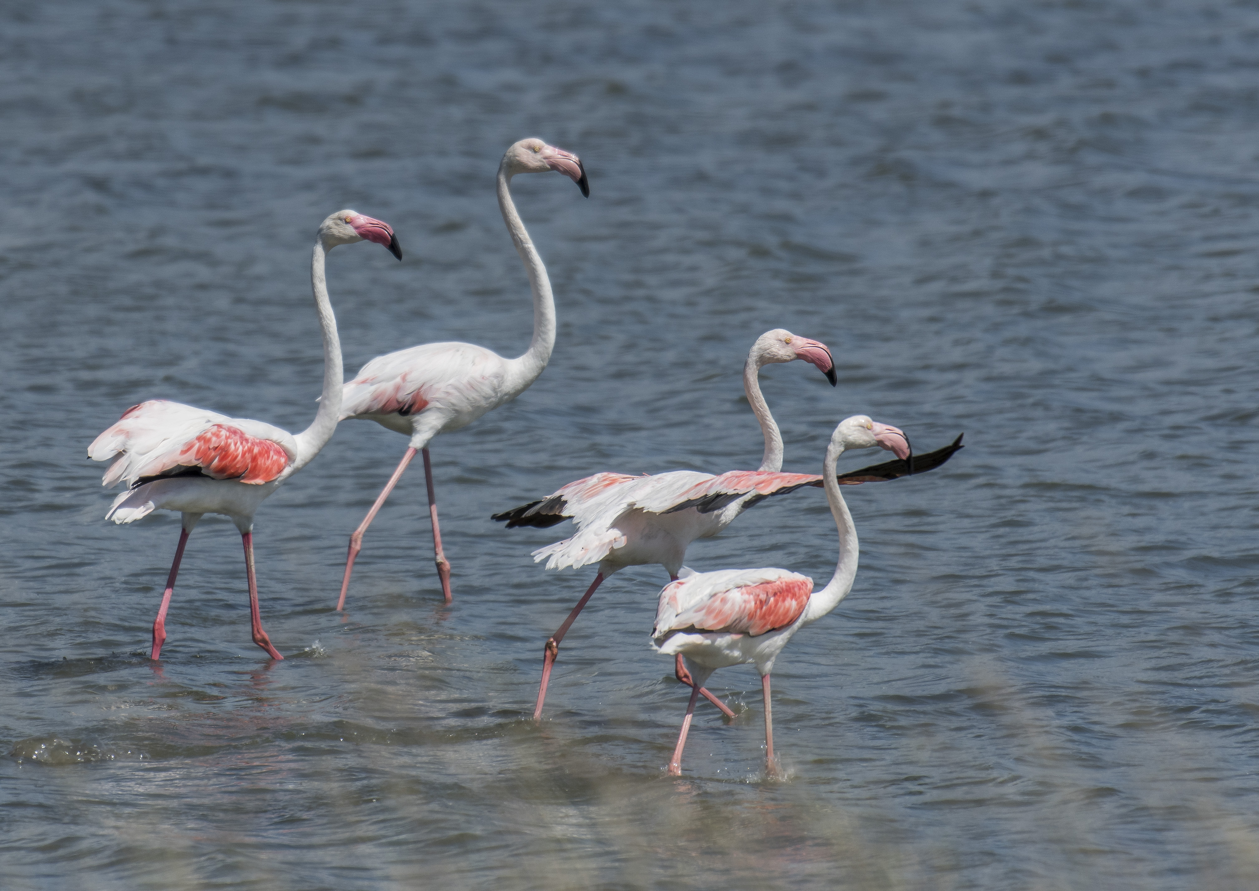 Större flamingo