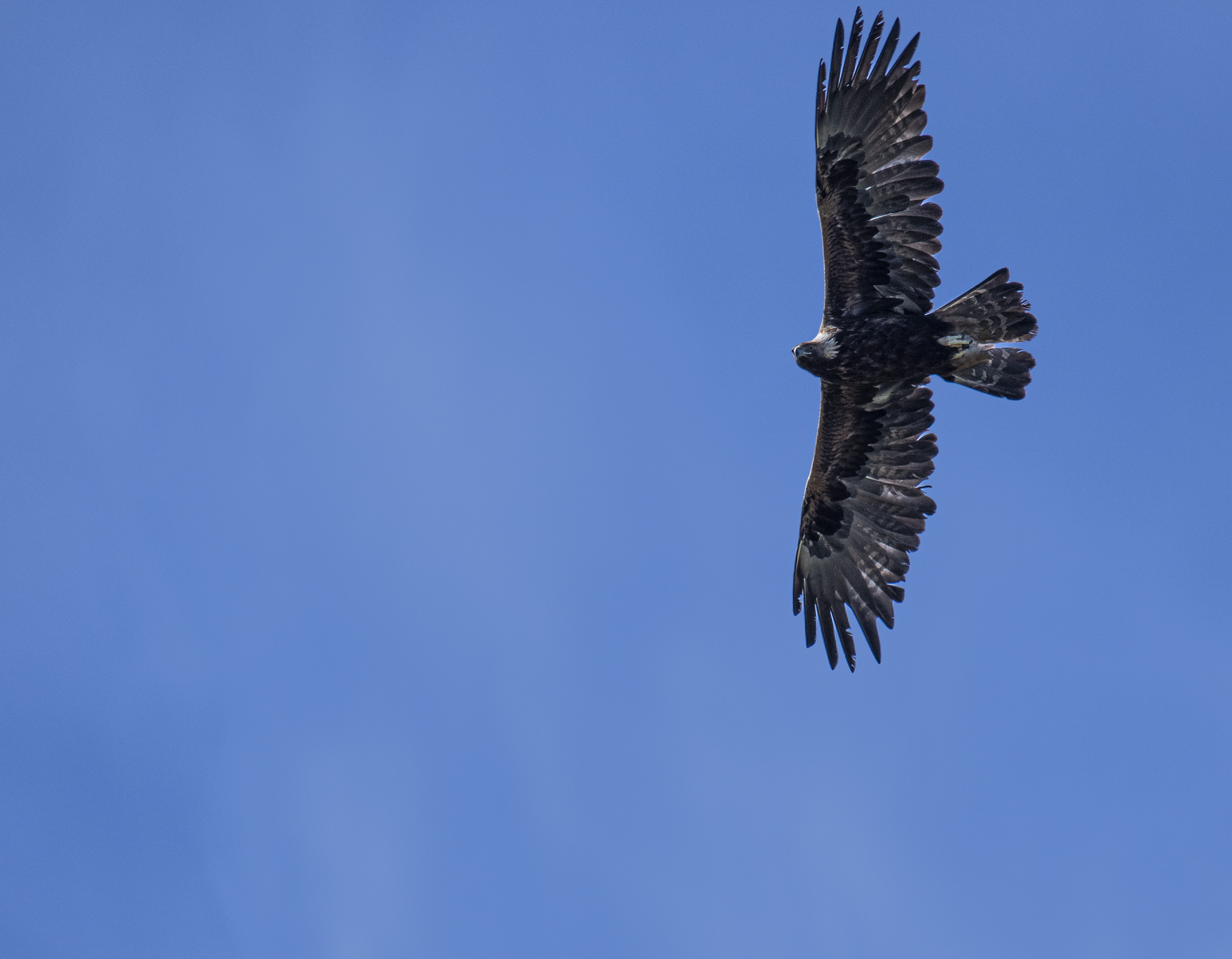 Kungsörn, ad/Golden Eagle, adult