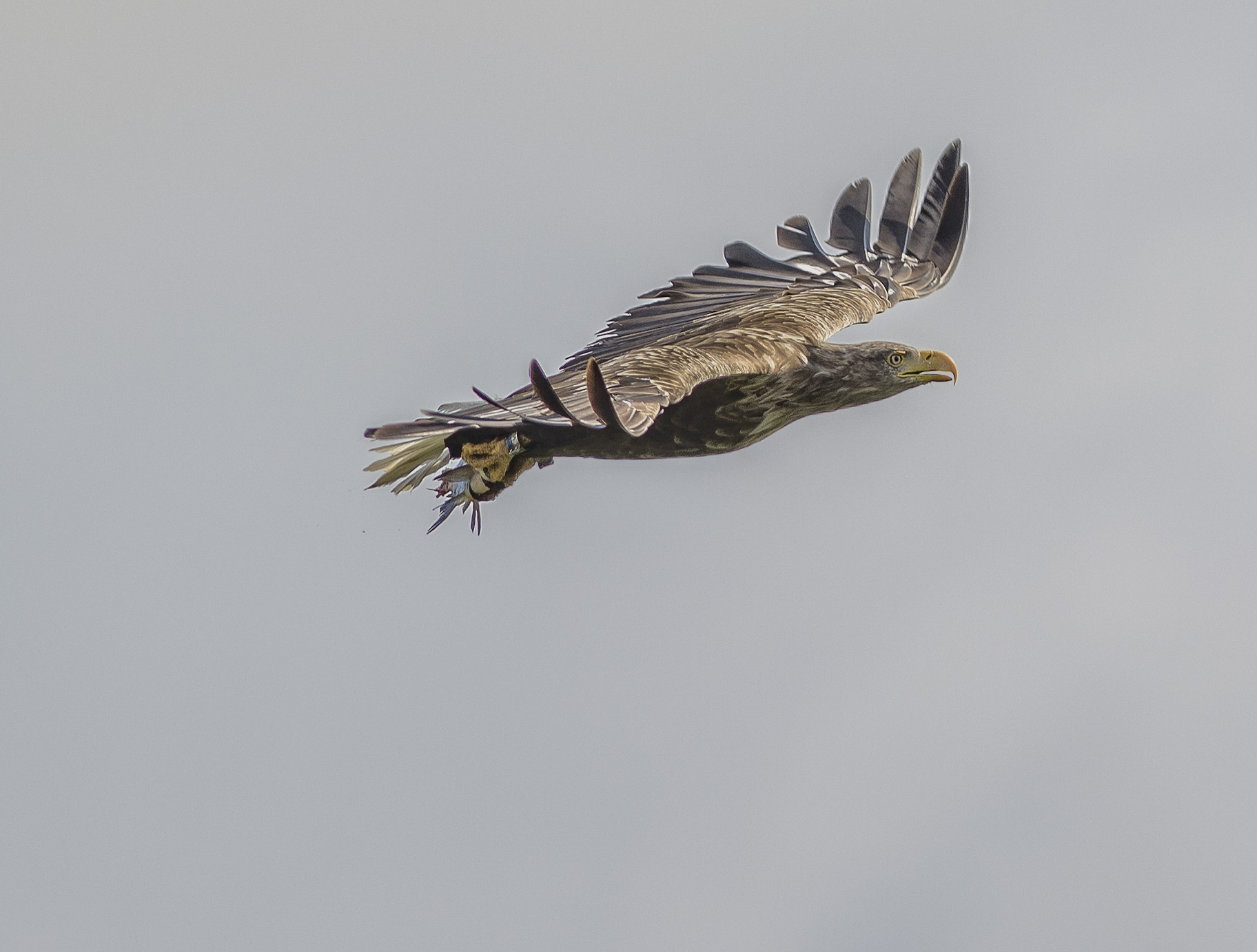 Havsörn, adult