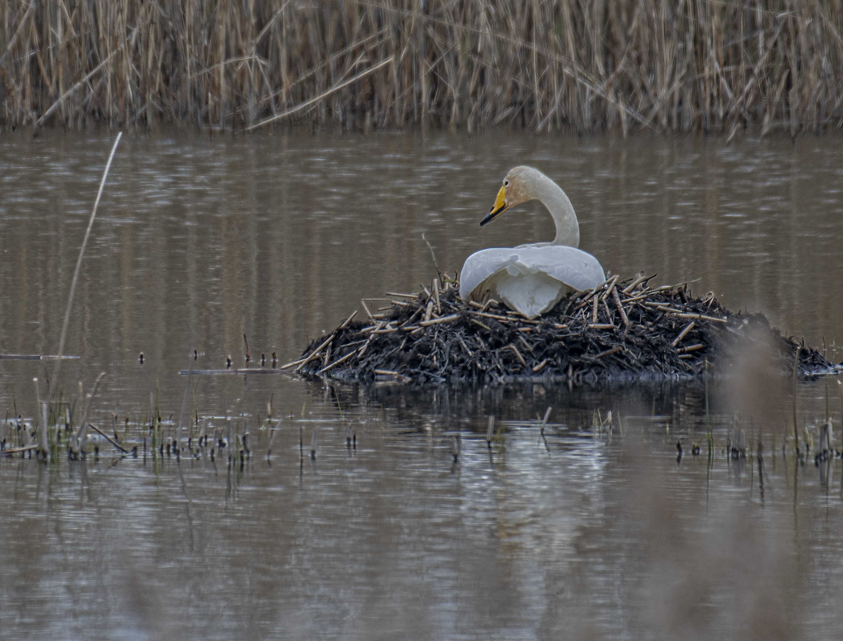 Sångsvan/Whooper Swan