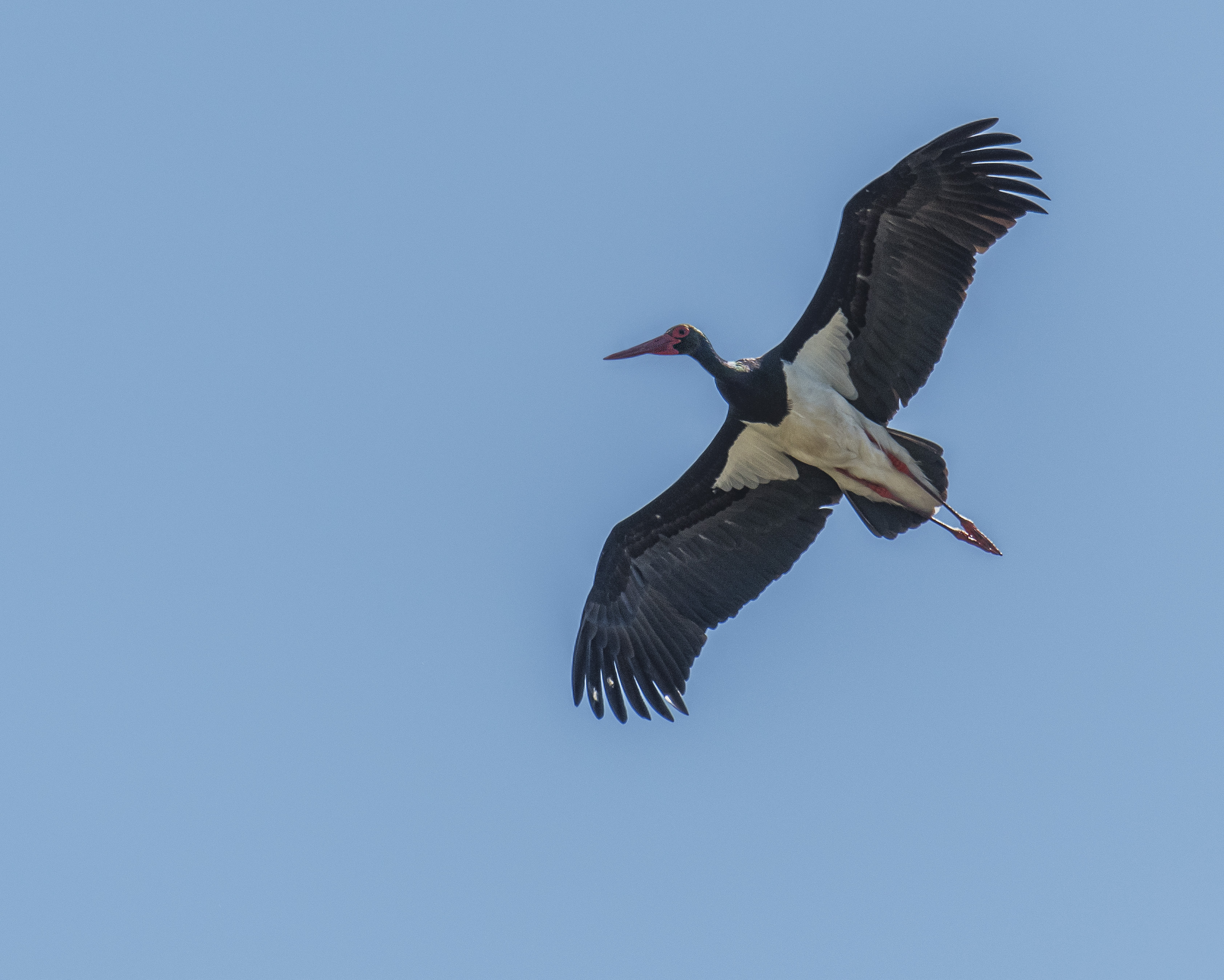 Svart stork