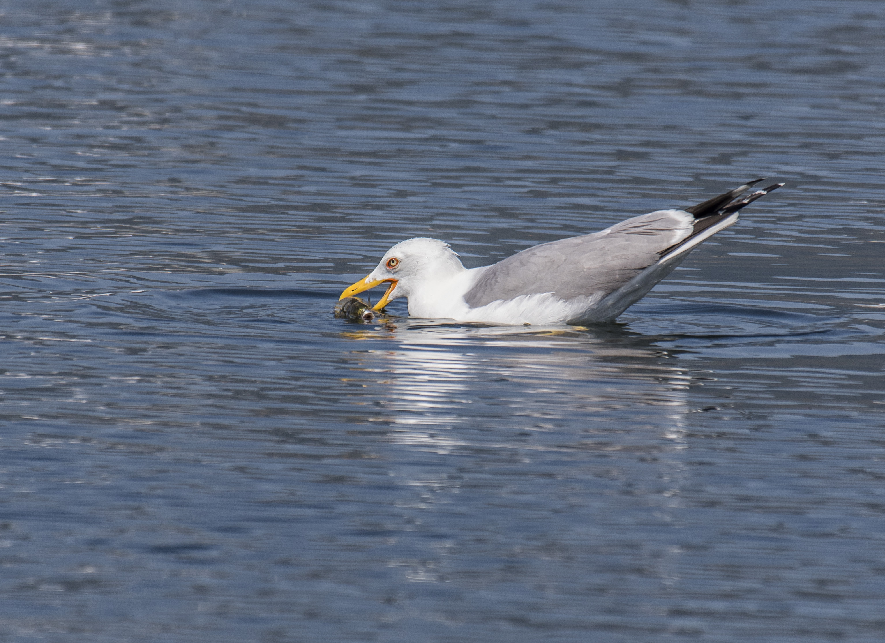 Medelhavstrut, adult