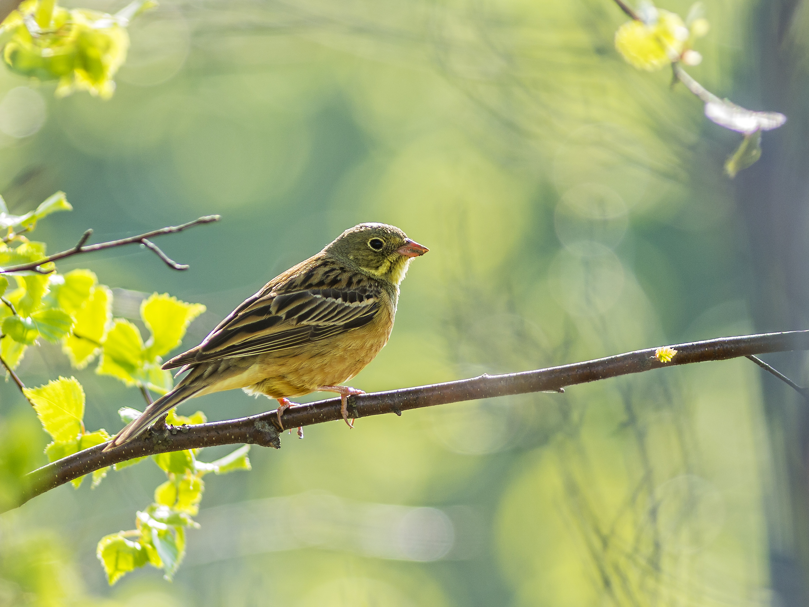 Ortolansparv