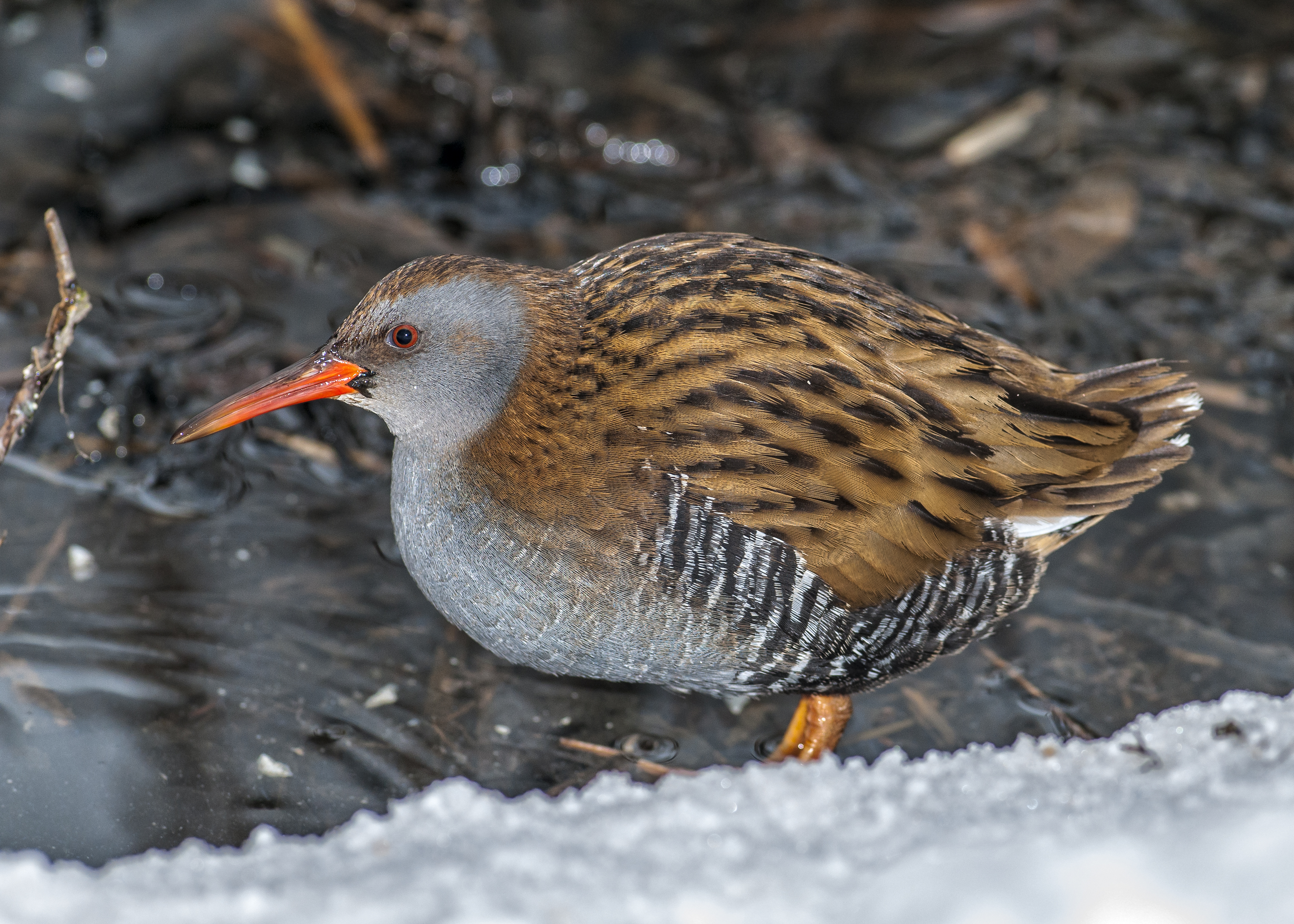Vattenrall, adult