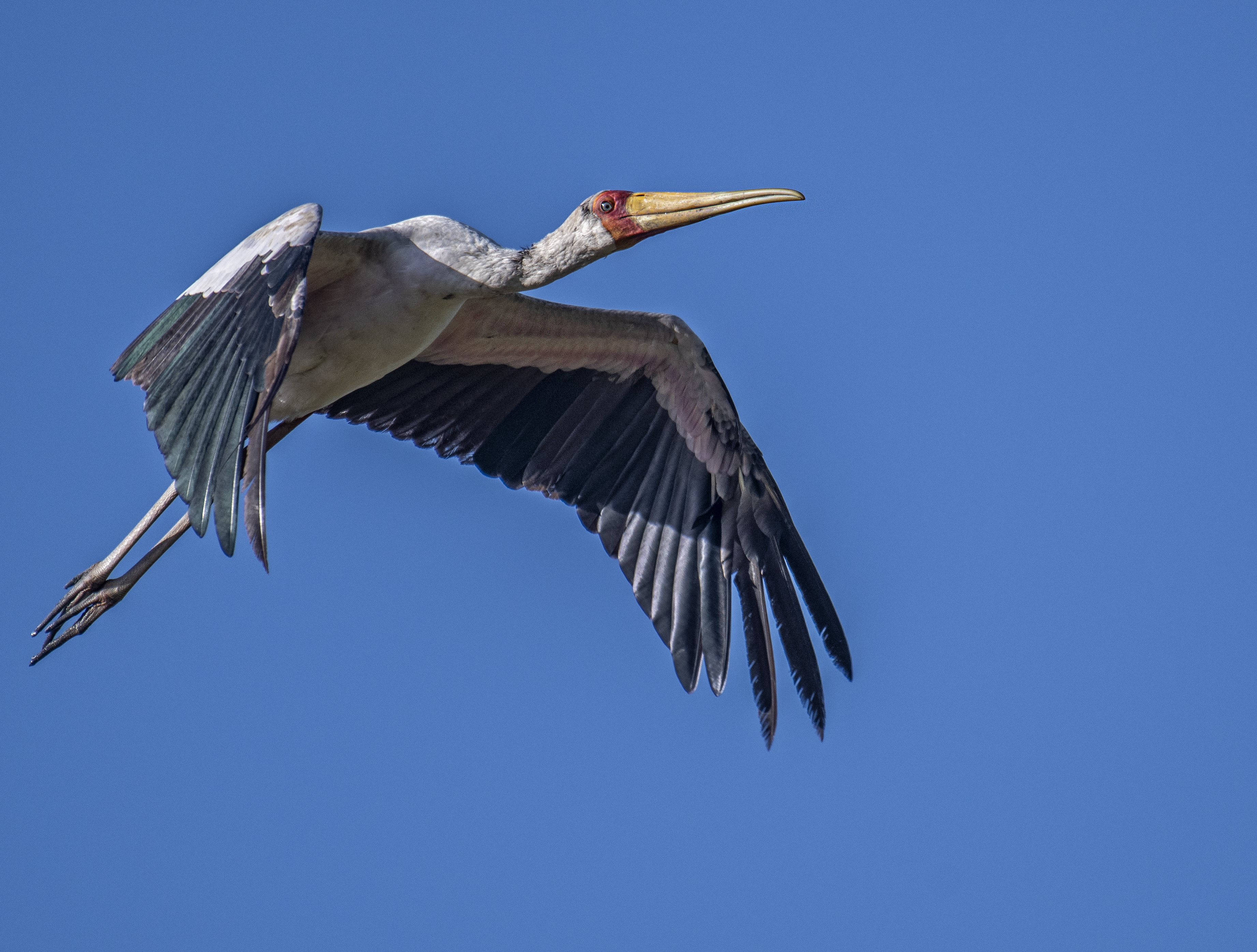 Afrikansk ibisstork