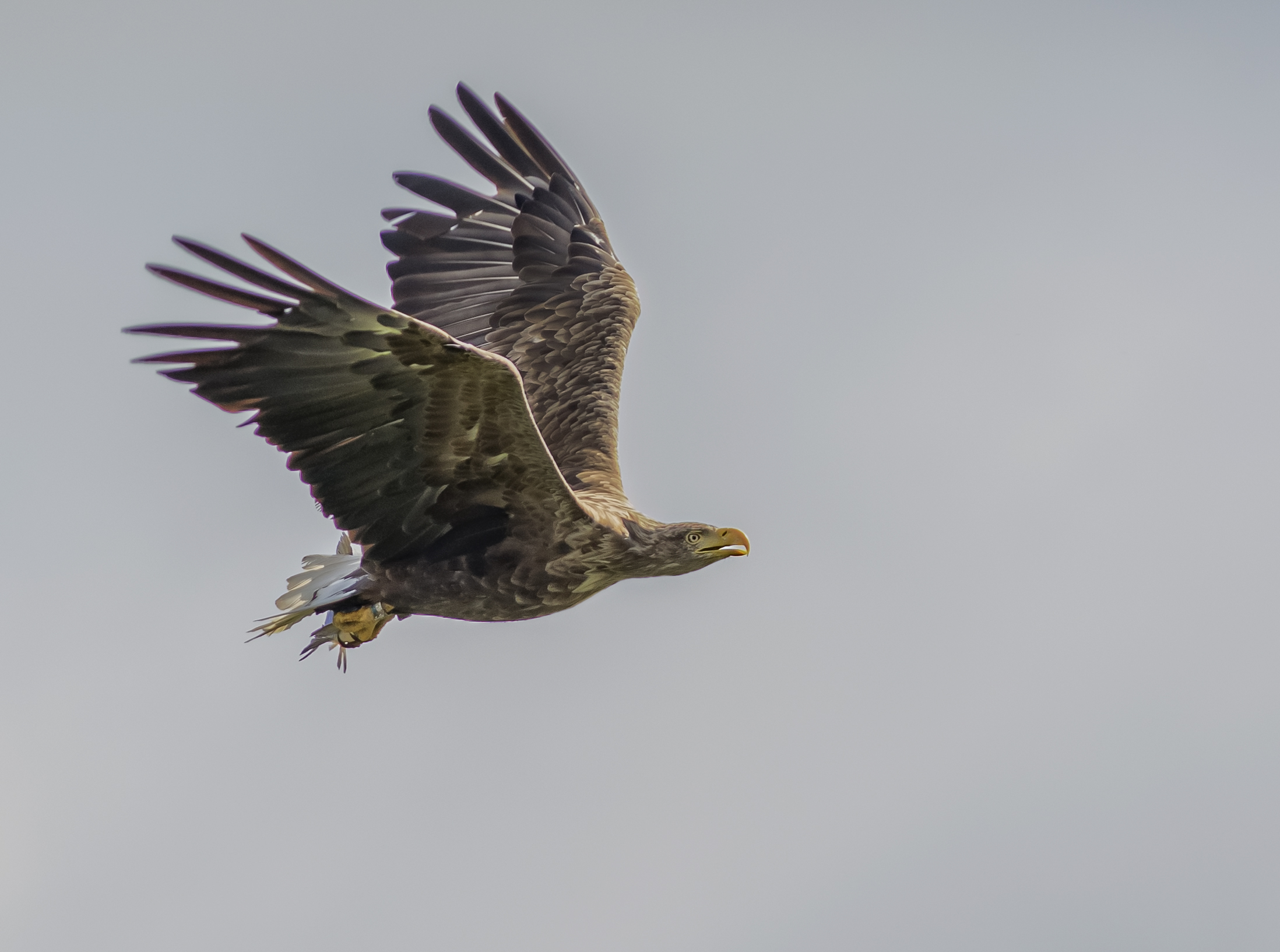 Havsörn, adult