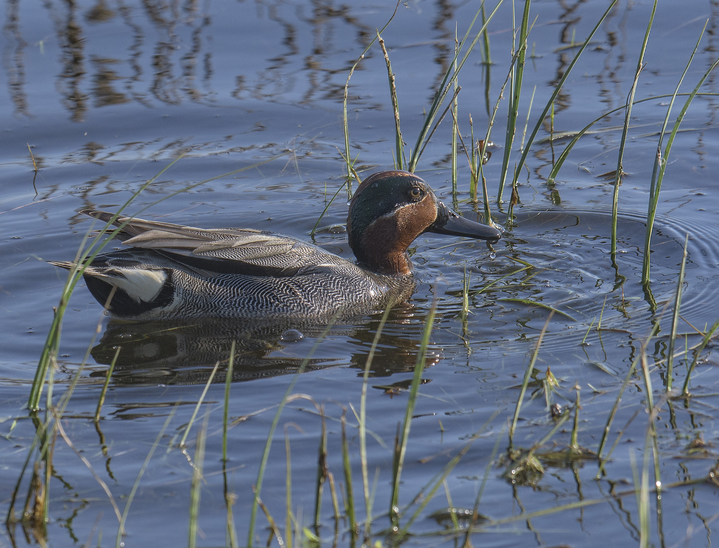 Kricka, ha/Common Teal, male