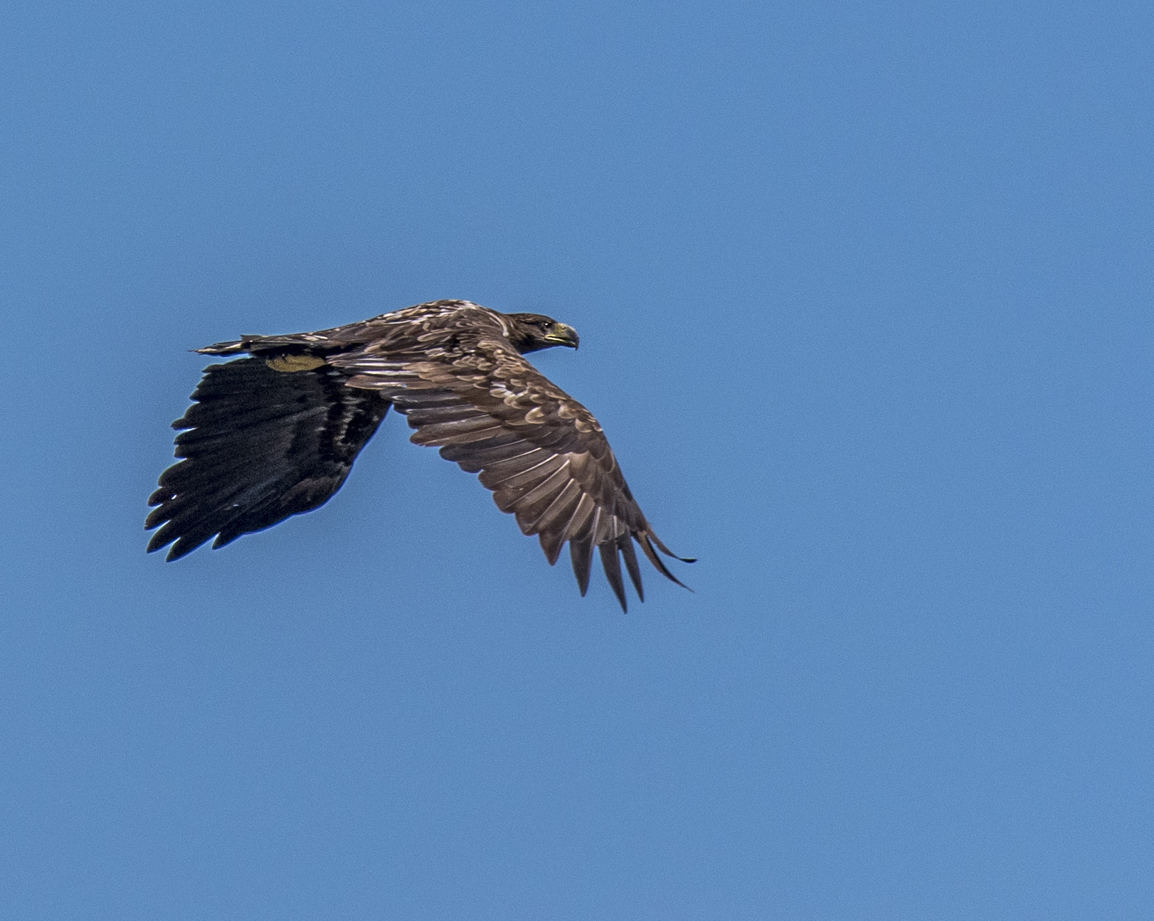 Havsörn, subadult