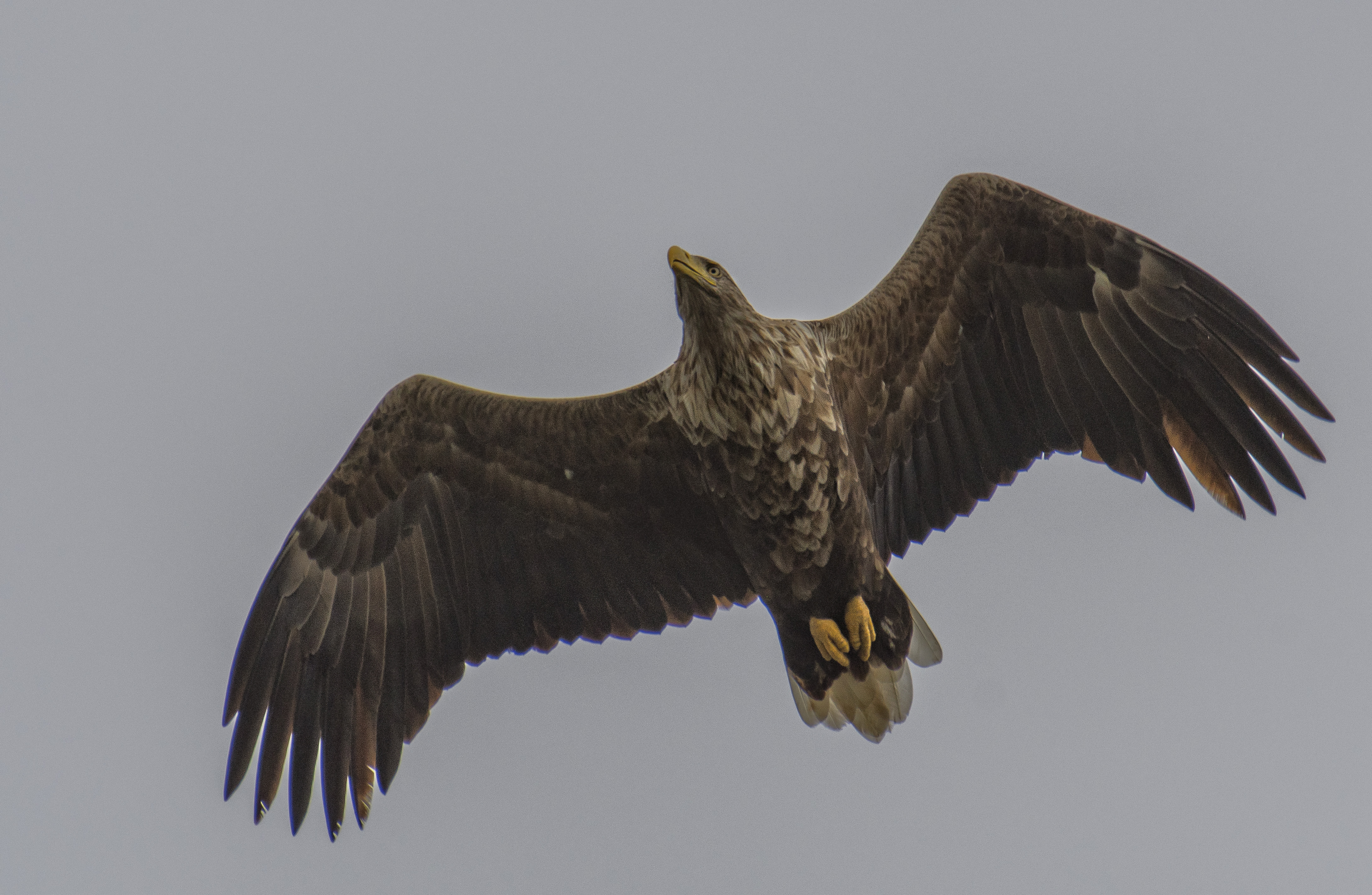 Havsörn, adult
