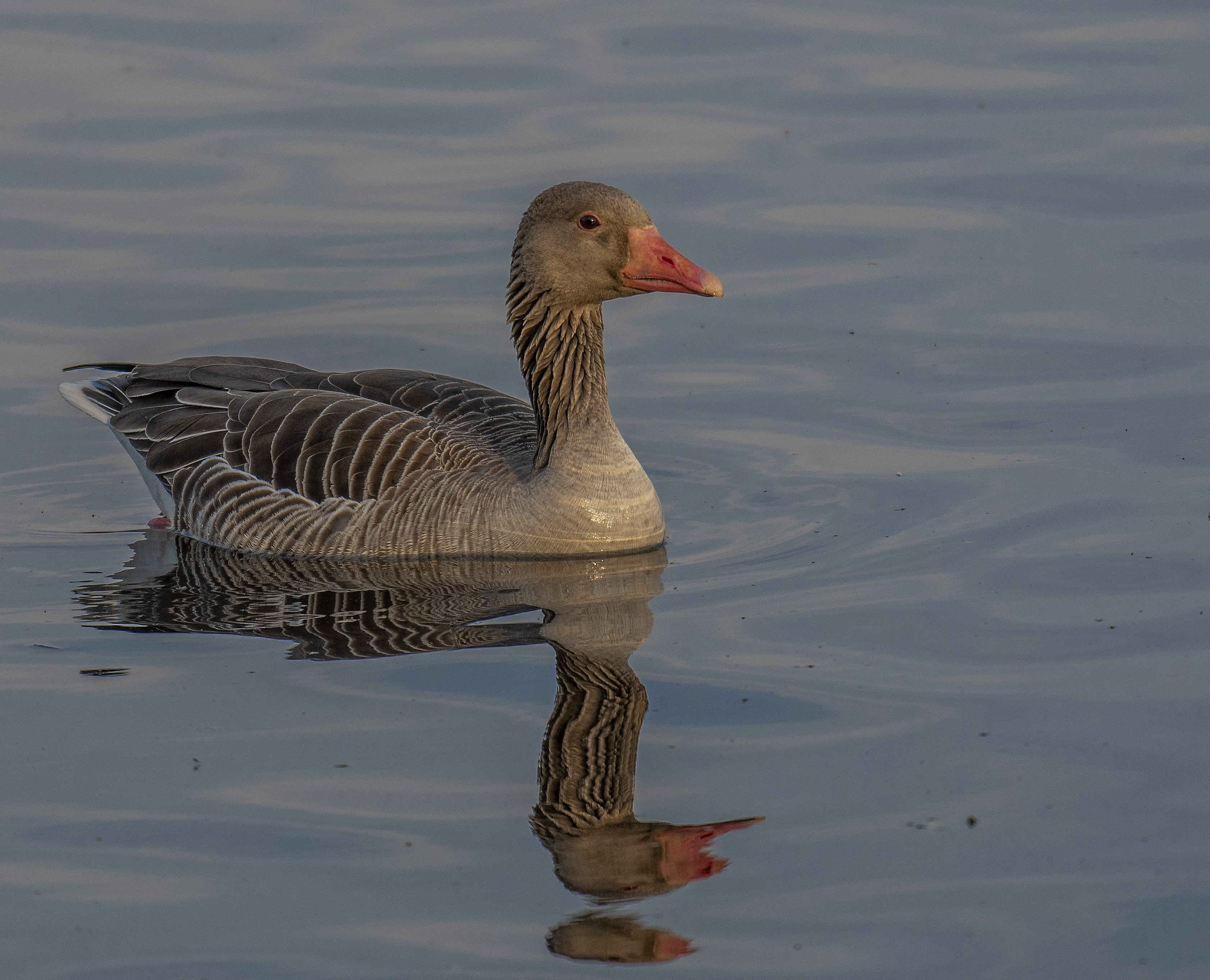 Grågås/Greylag Goose