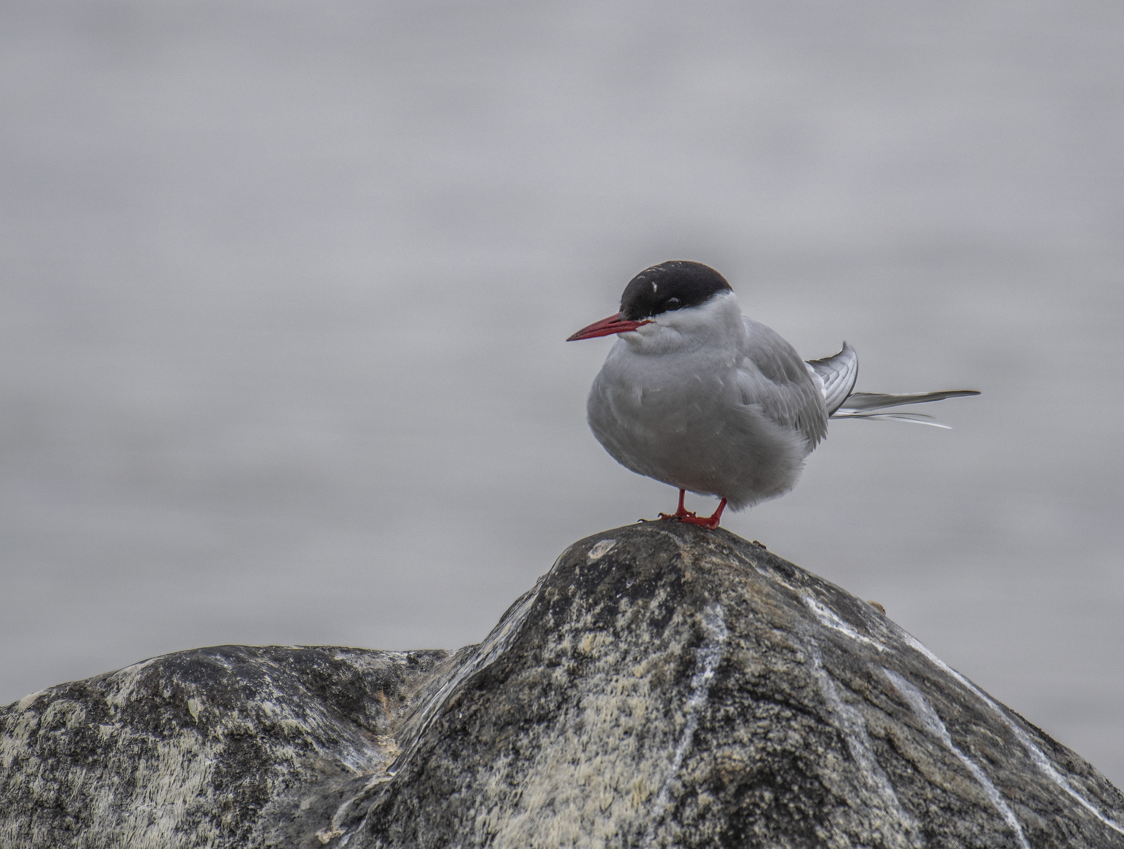 Silvertärna/Arctic Tern