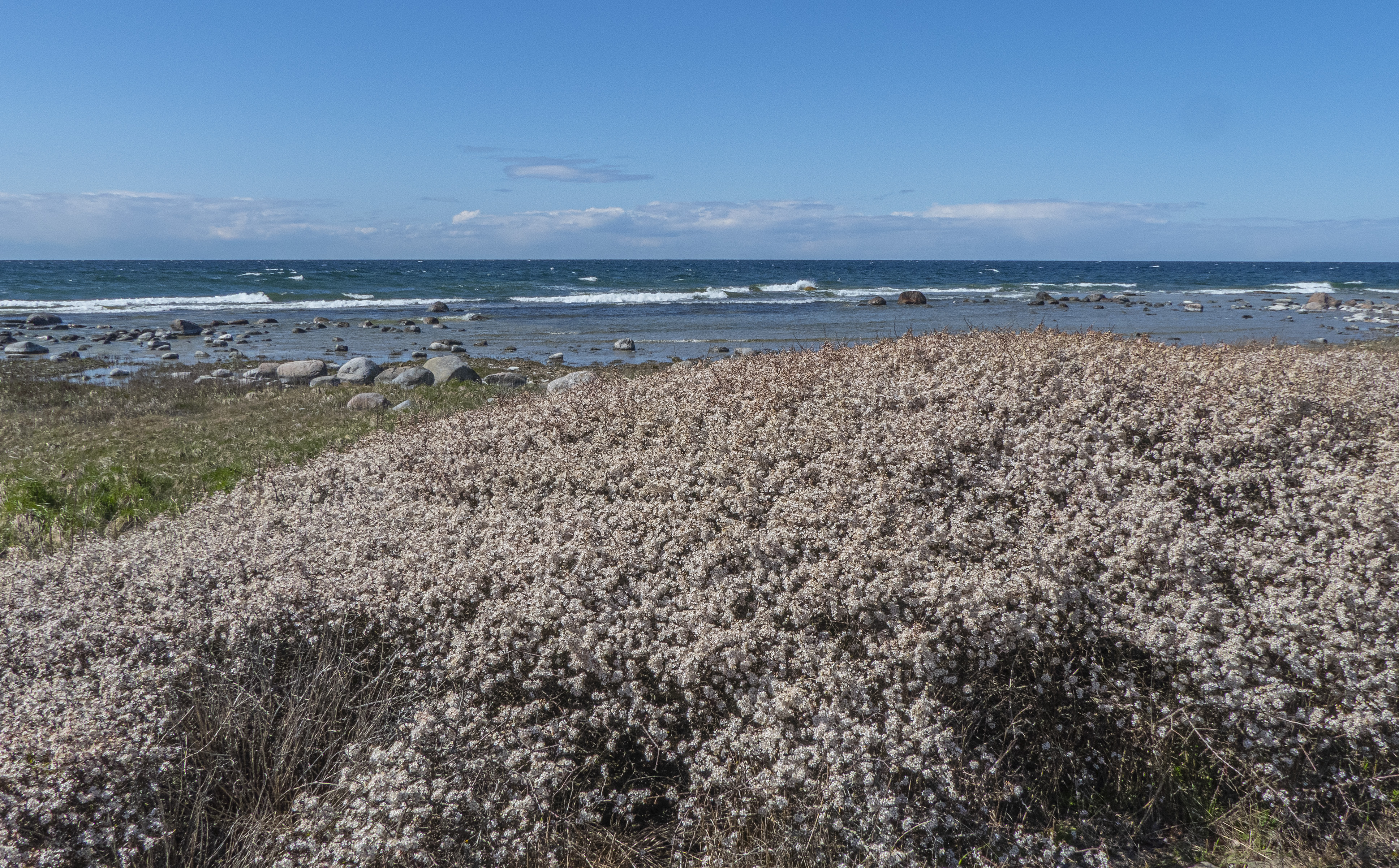 Slån vid stranden i Bodudd