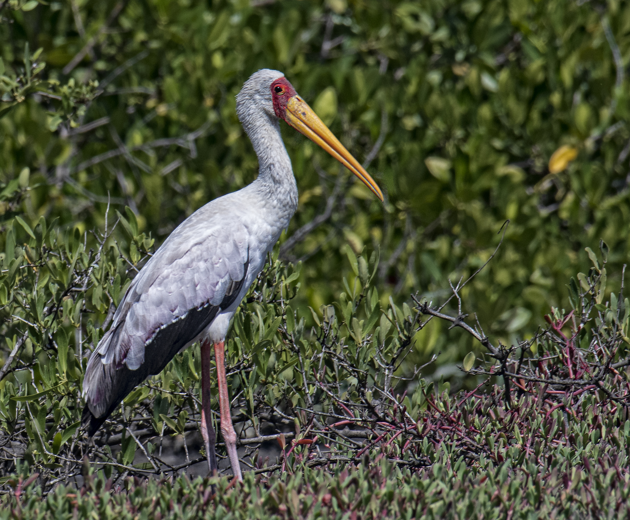 Afrikansk ibisstork