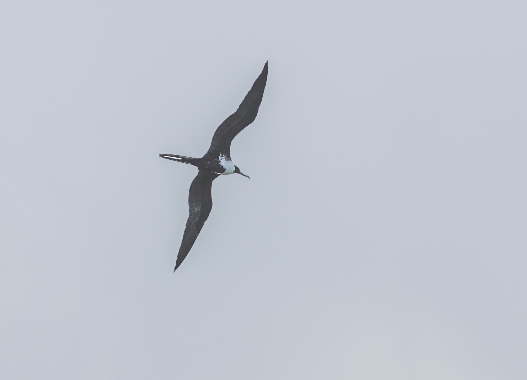 Större fregattfågel, juvenil