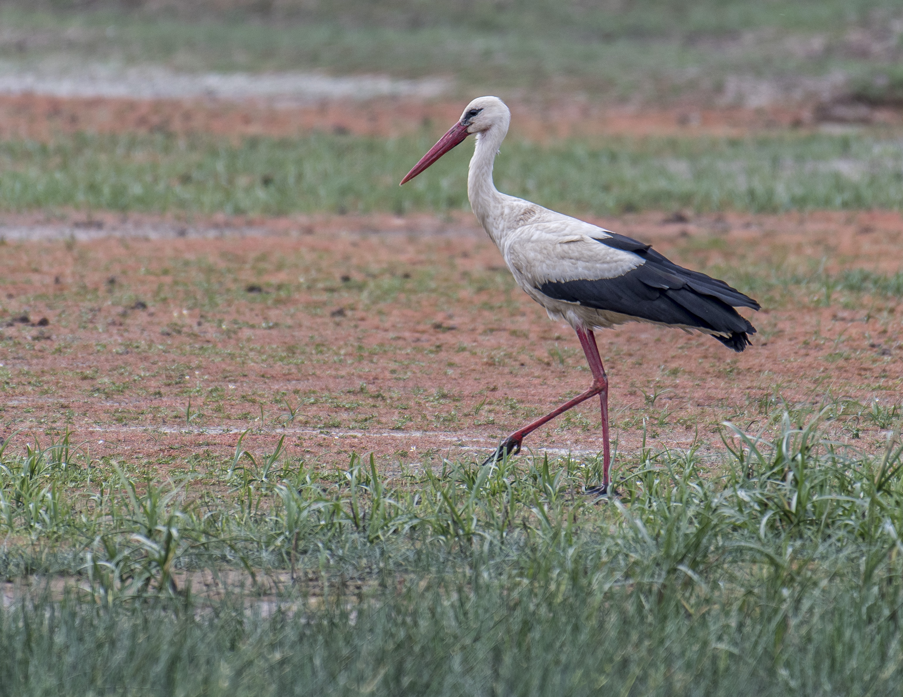 Vit stork