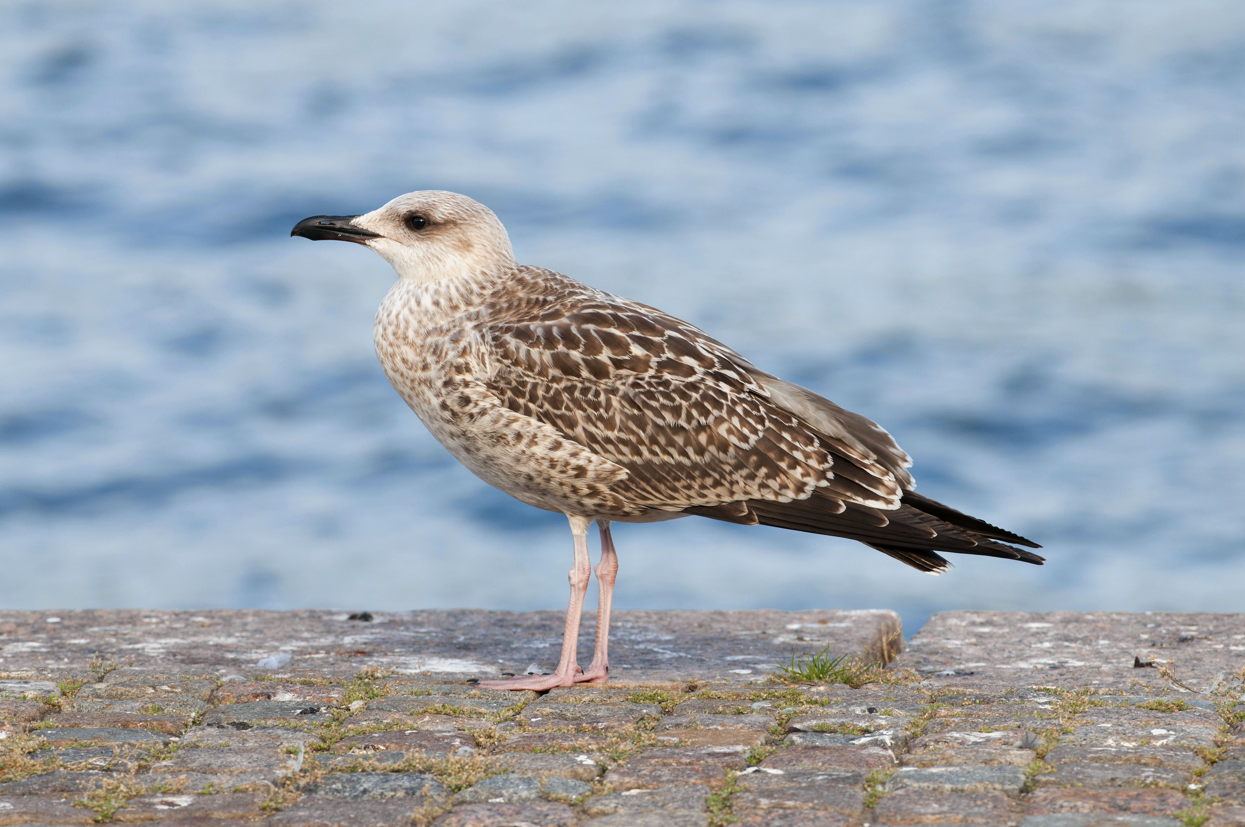 Medelhavstrut, ungfågel