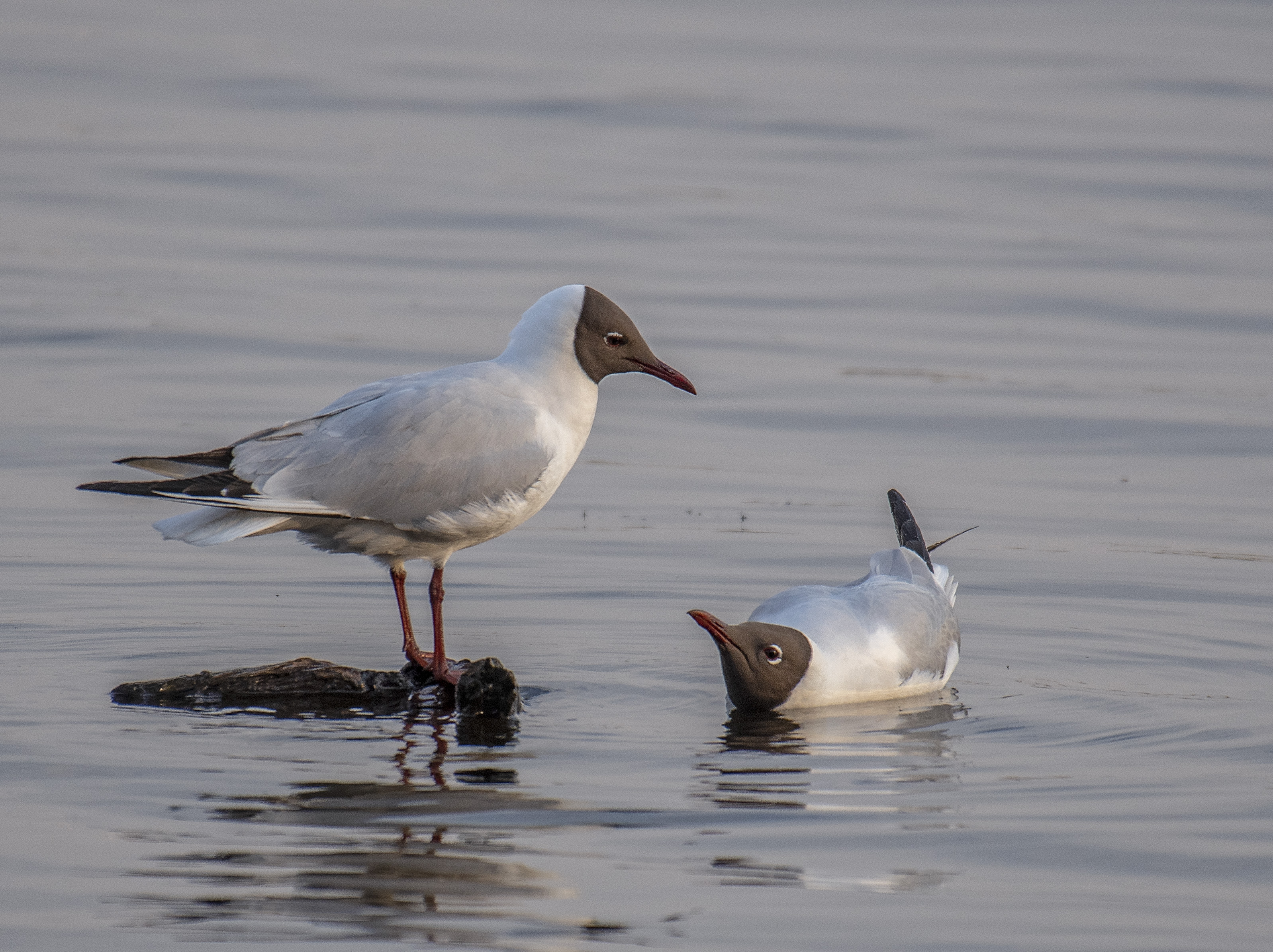 Skrattmås/Black-headed Gull