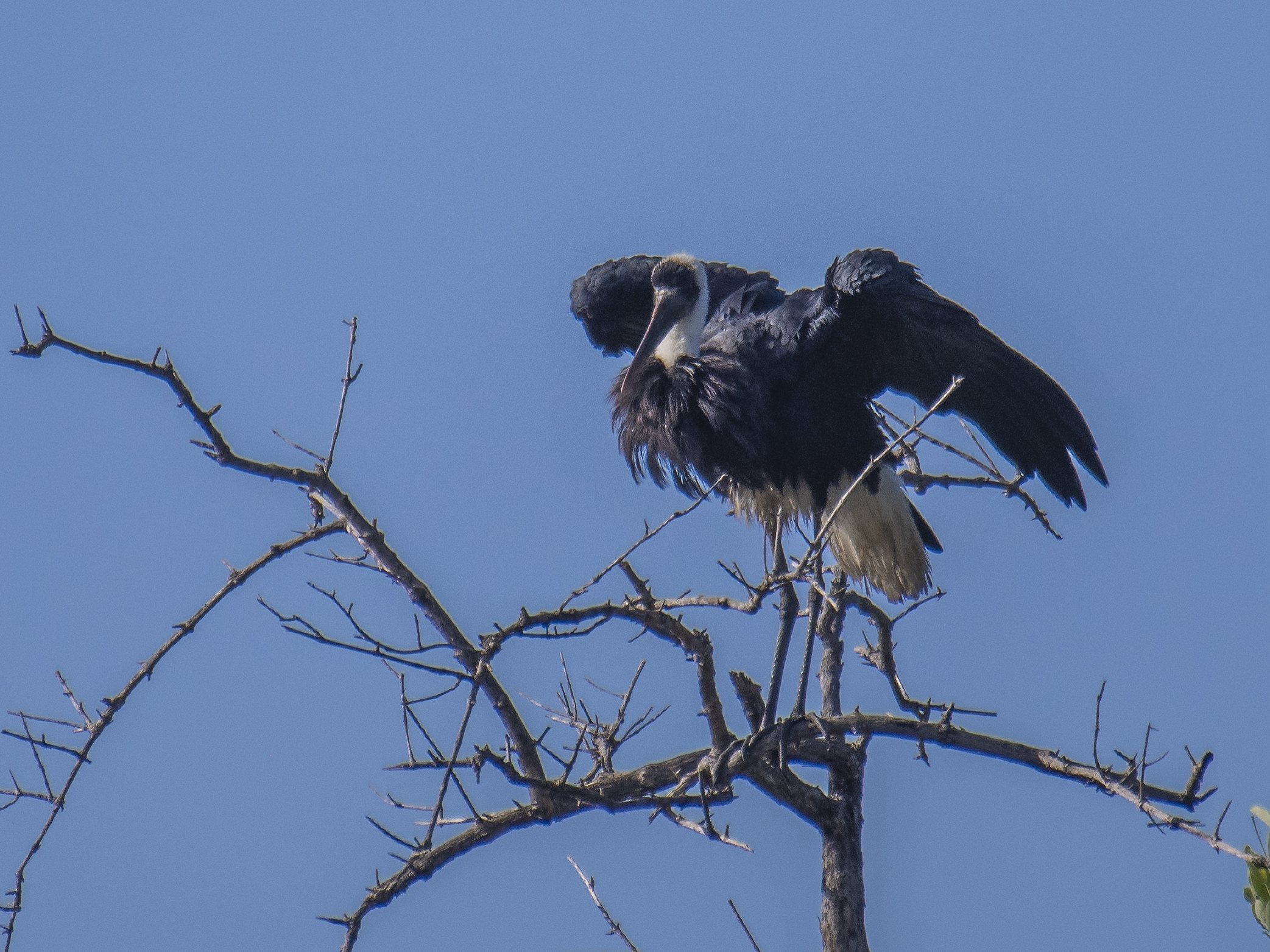 Ullhalsstork