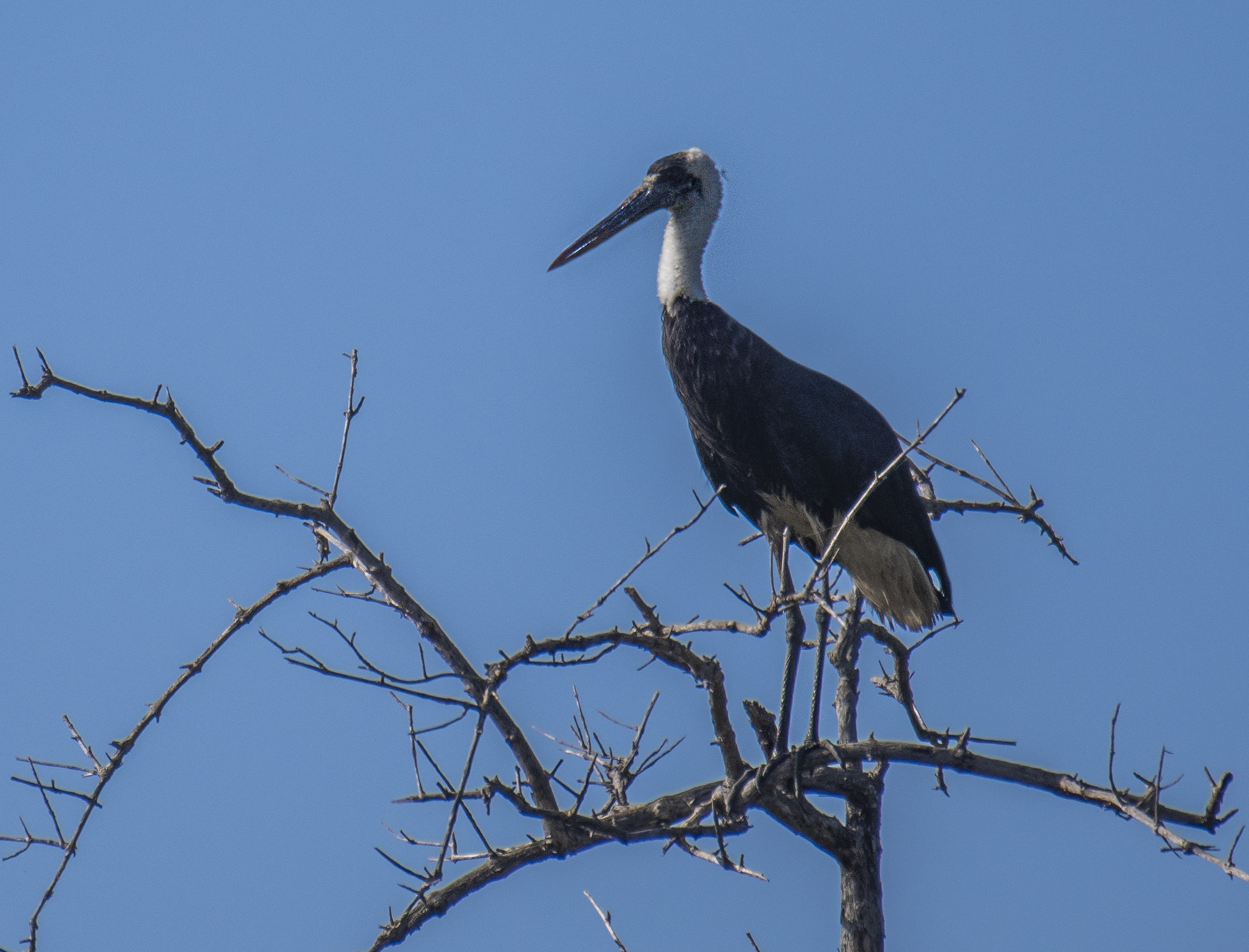 Ullhalsstork