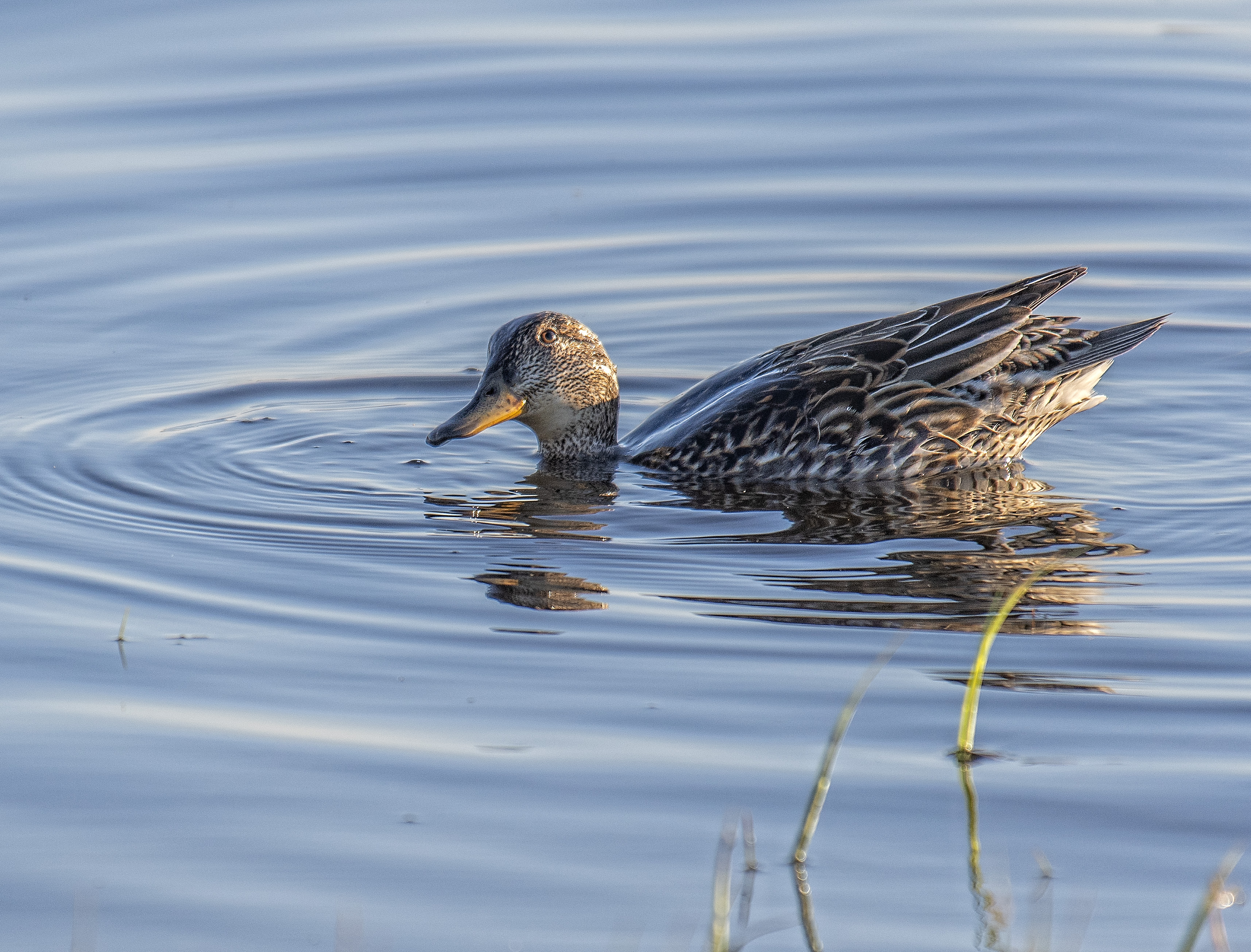 Kricka, ho/Common Teal, female