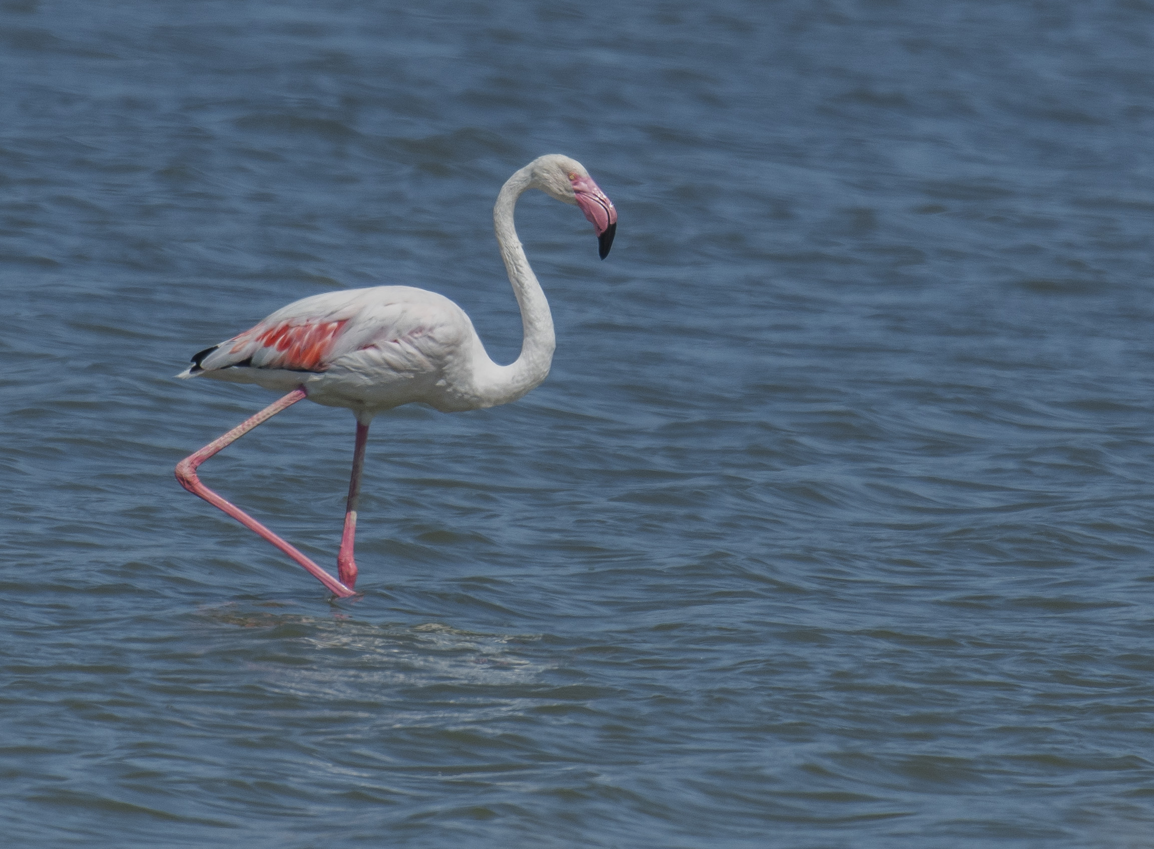 Större flamingo