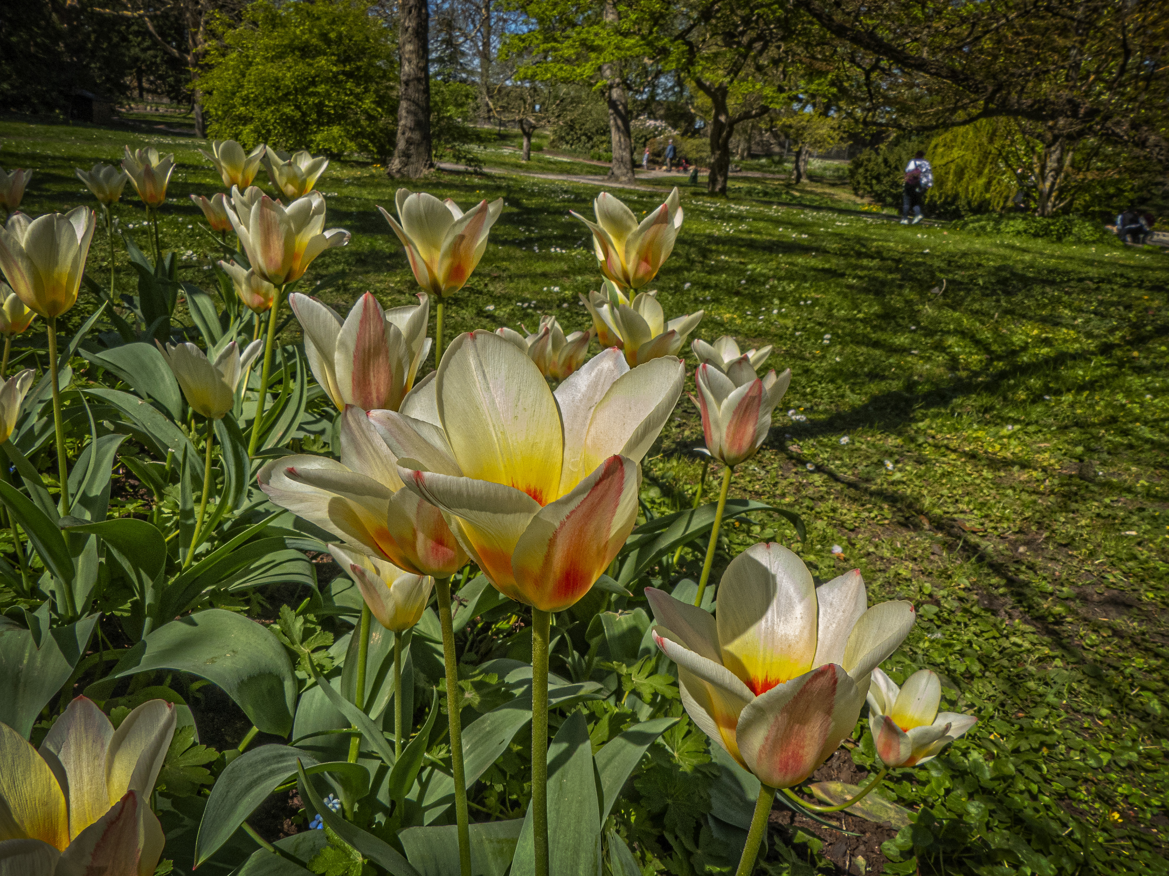 Tulpaner i Botaniska trädgården