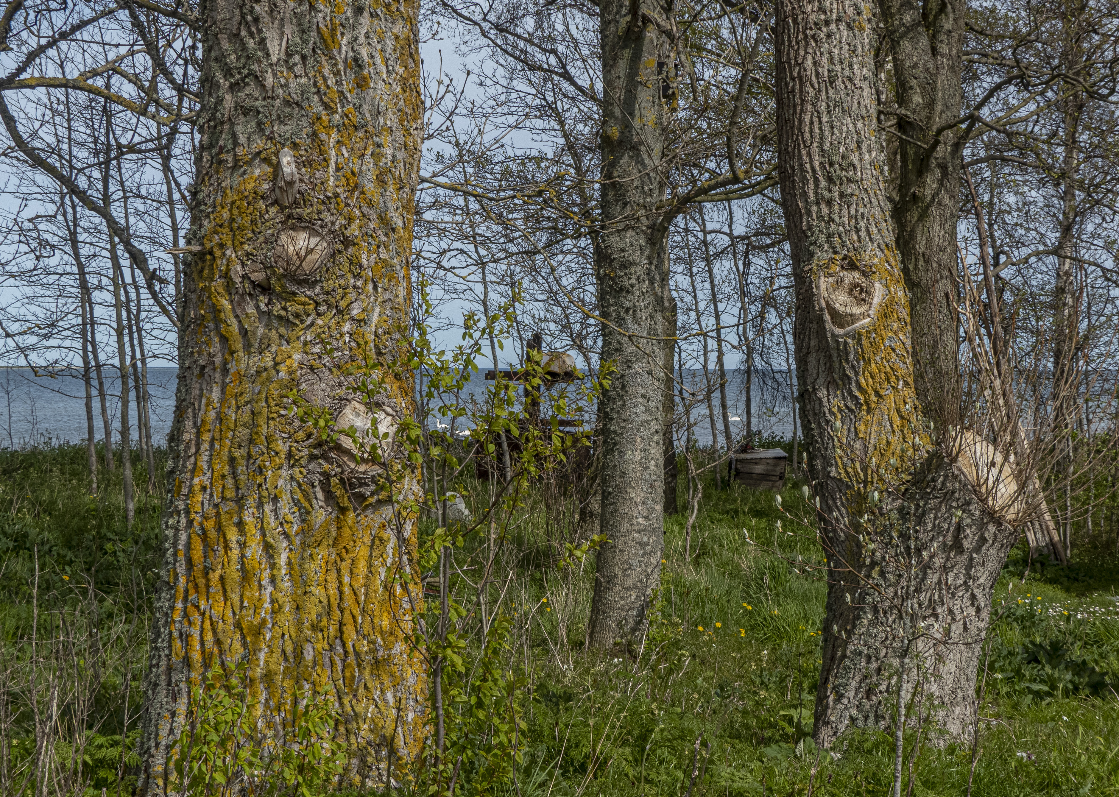 Trädlav
