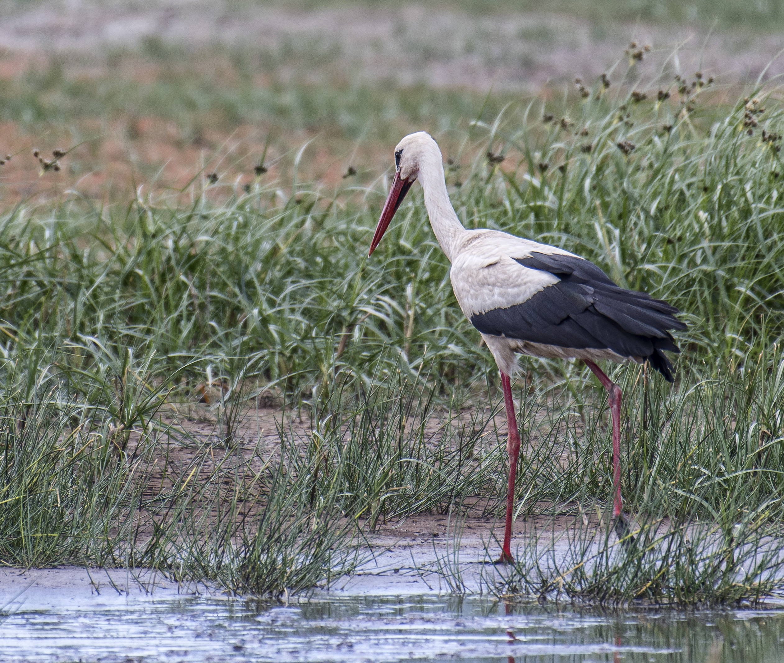 Vit stork