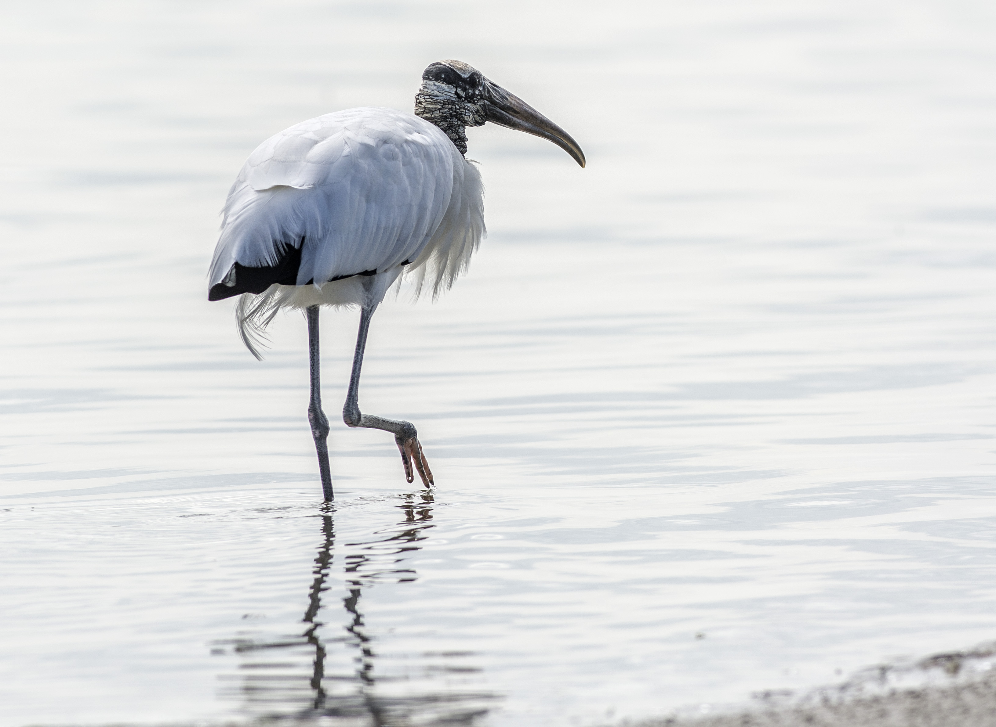 Amerikansk ibisstork