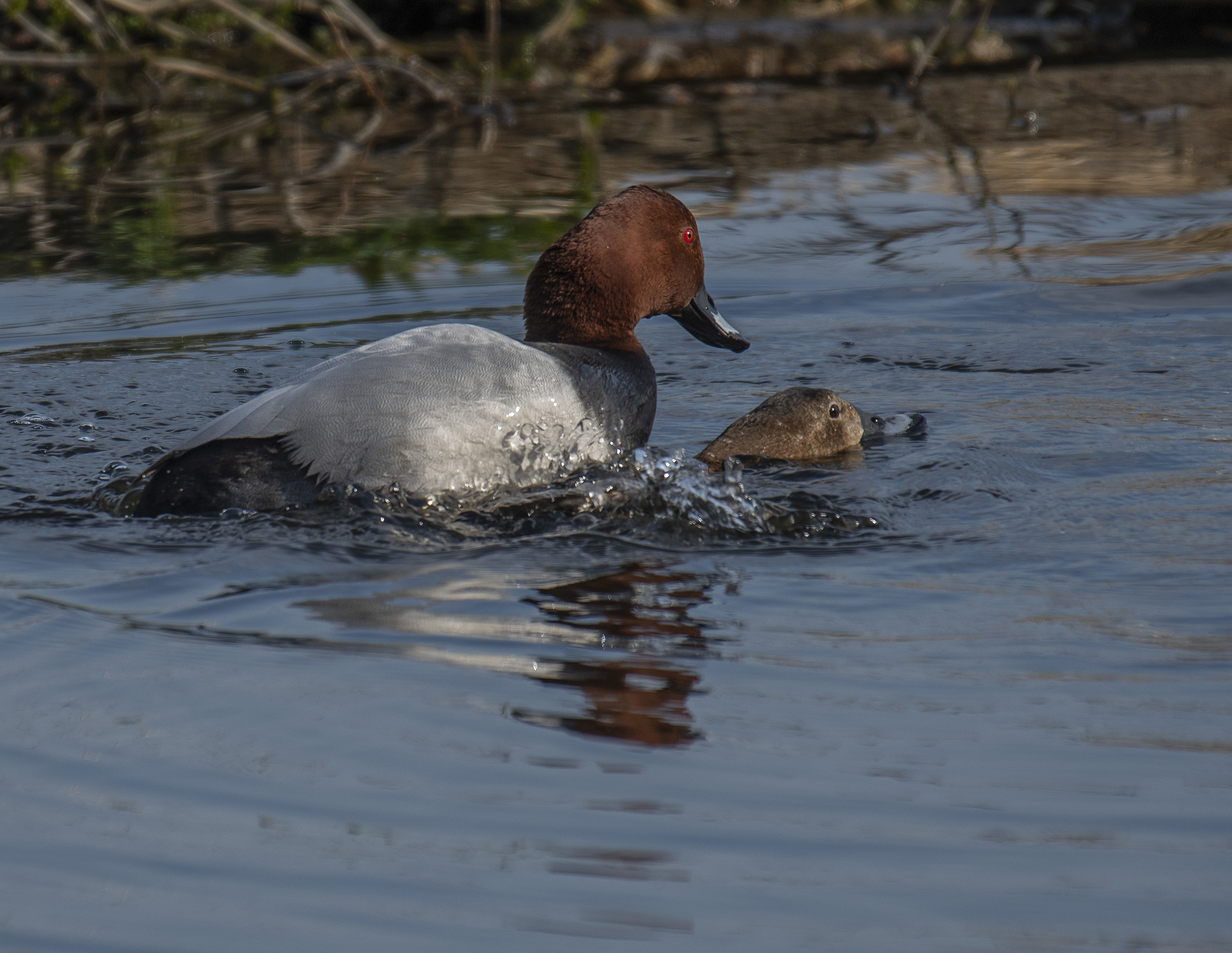 Brunand/Common Pochard