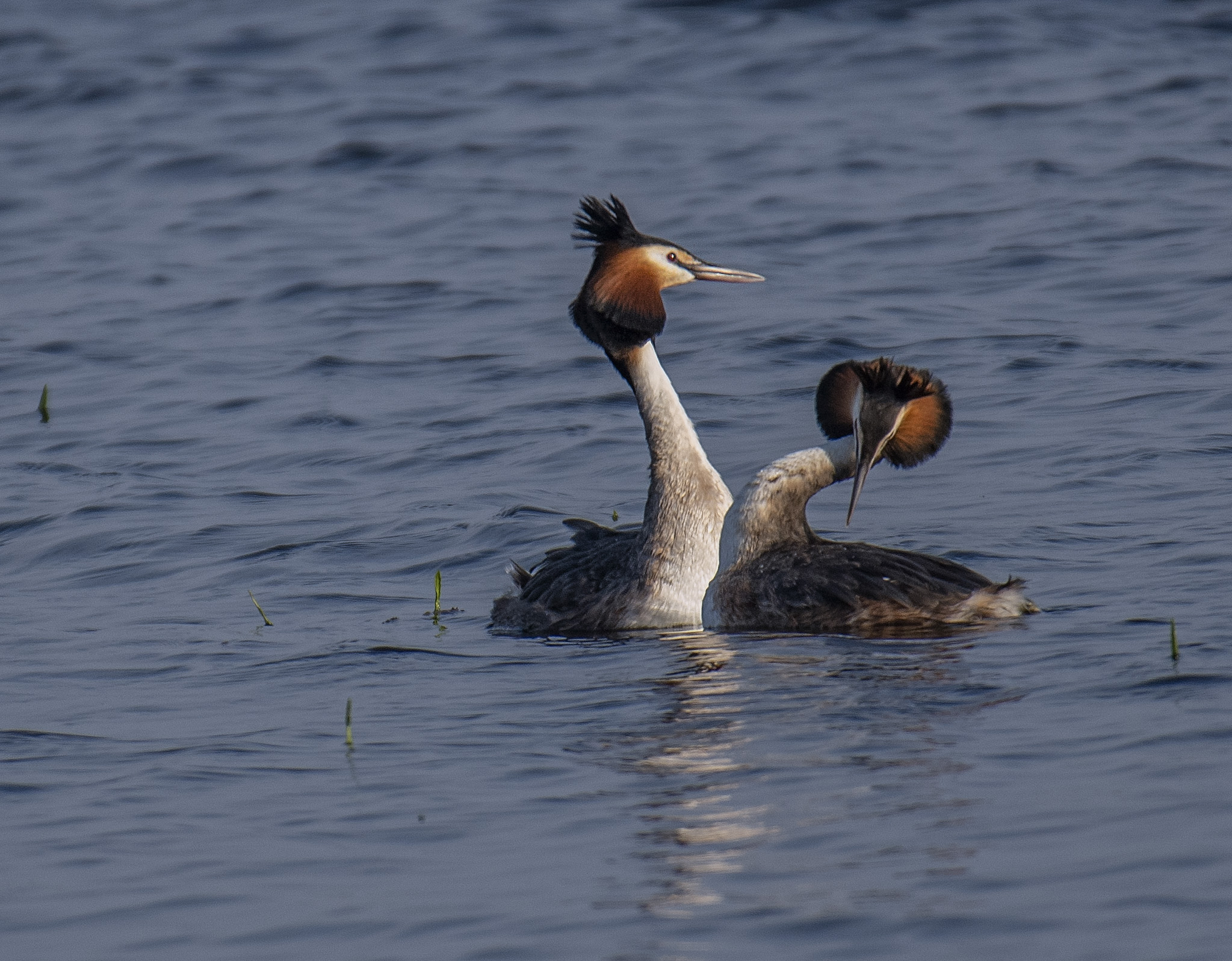 Skäggdopping/Great Crested Grebe