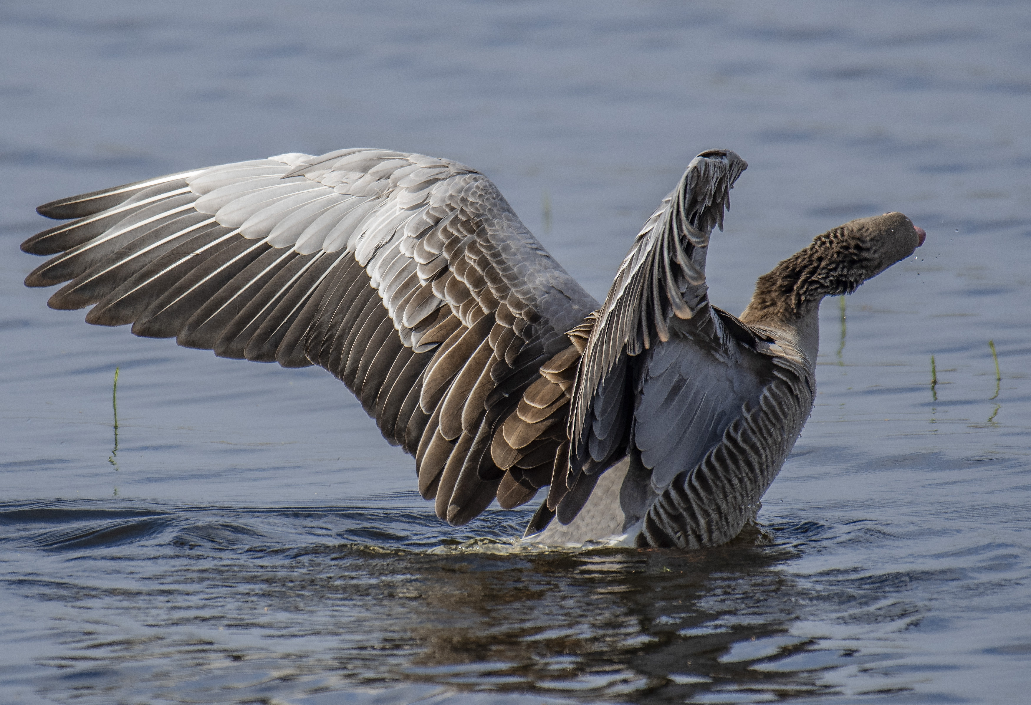 Grågås/Greylag Goose