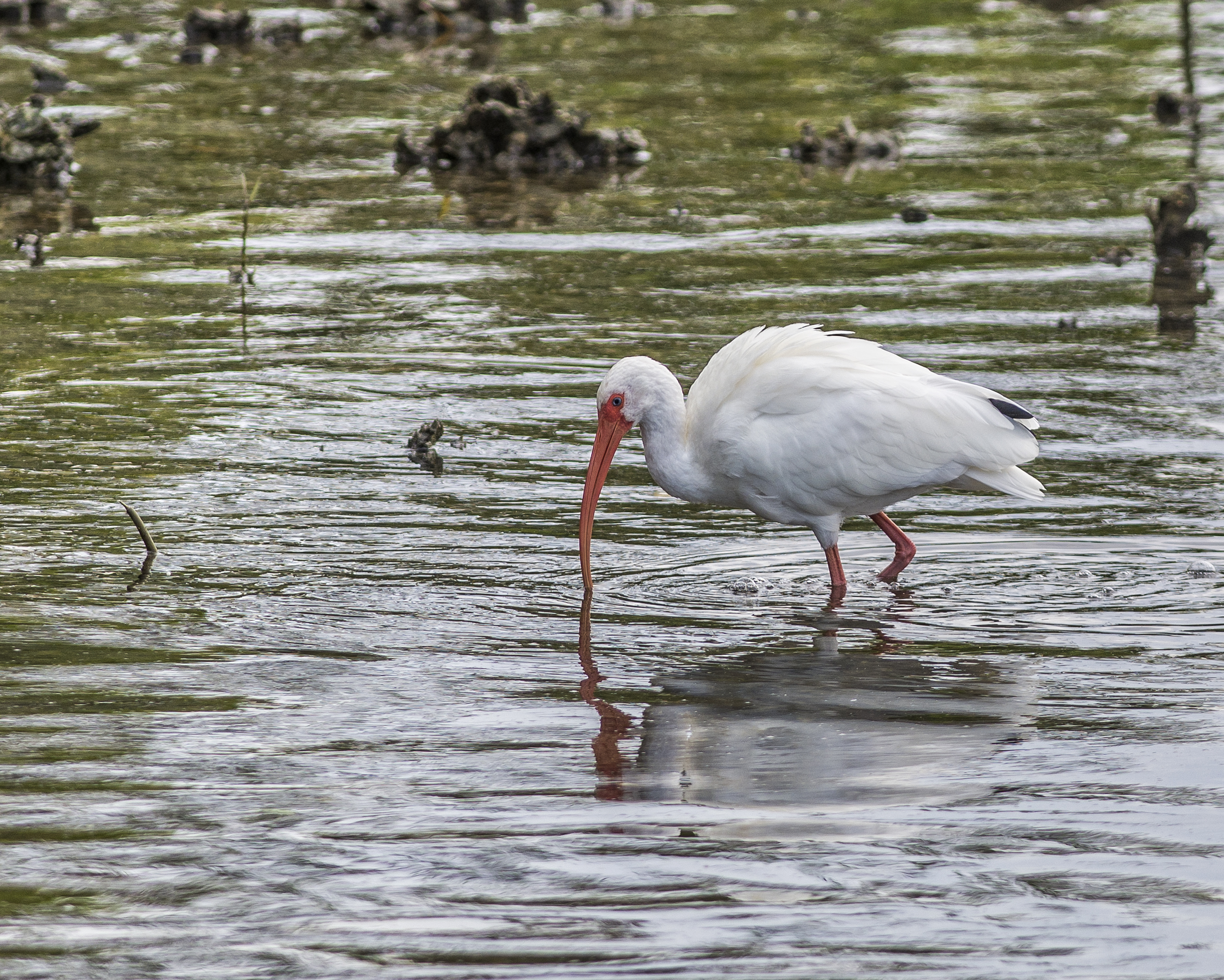 Vit ibis