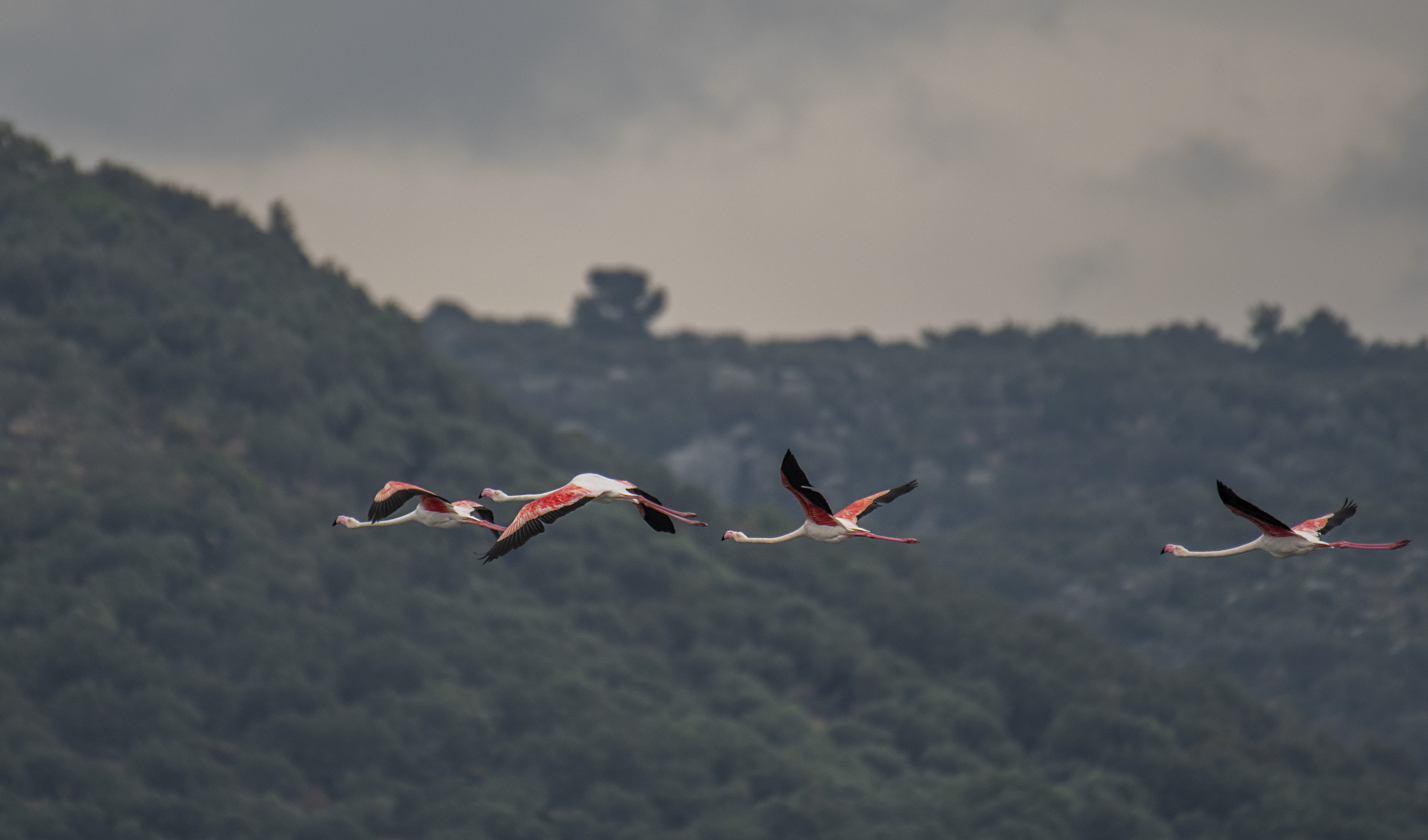 Större flamingo