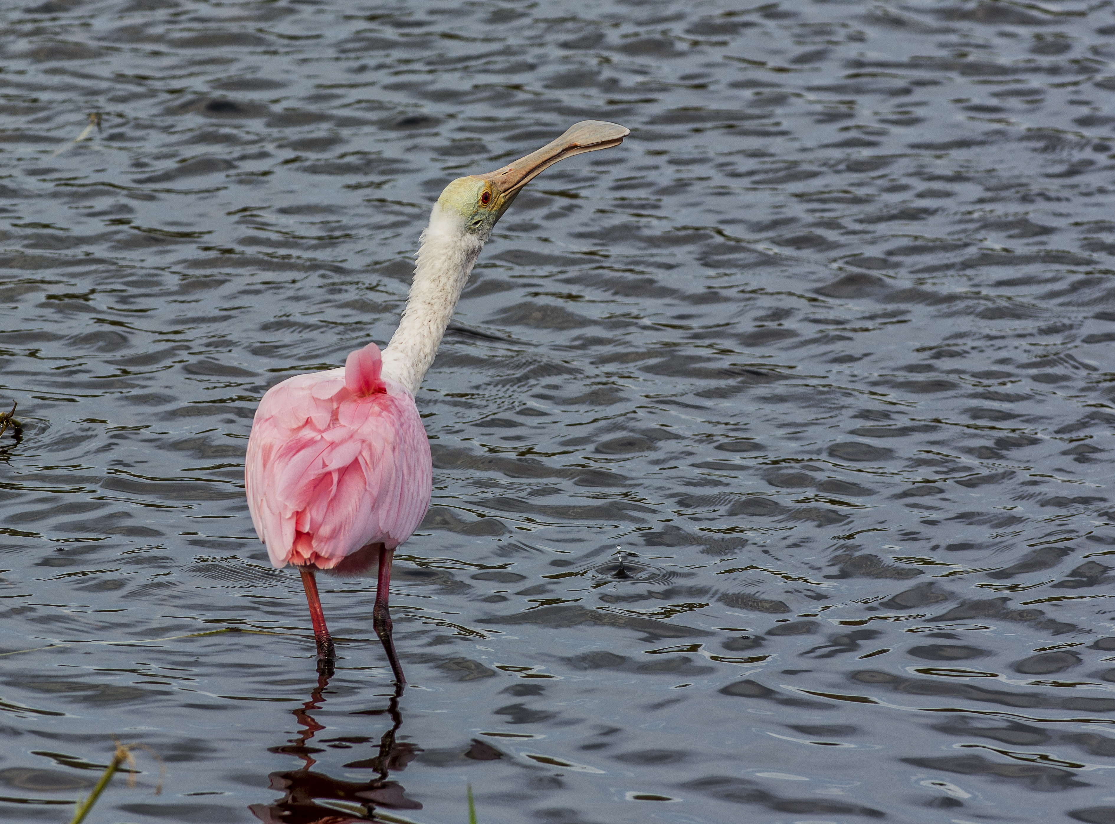 Rosenskedstork