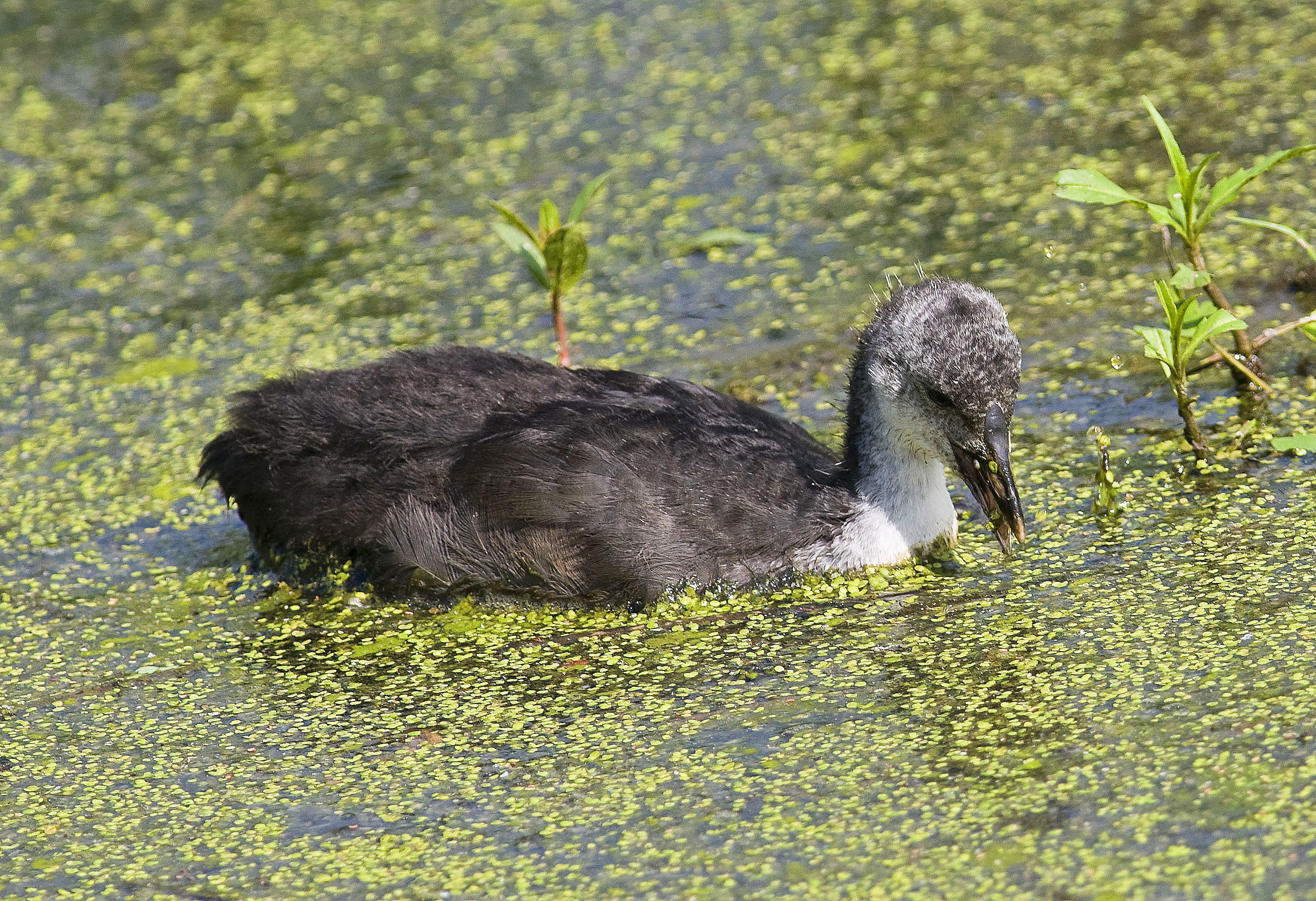 Sothöna, juvenil