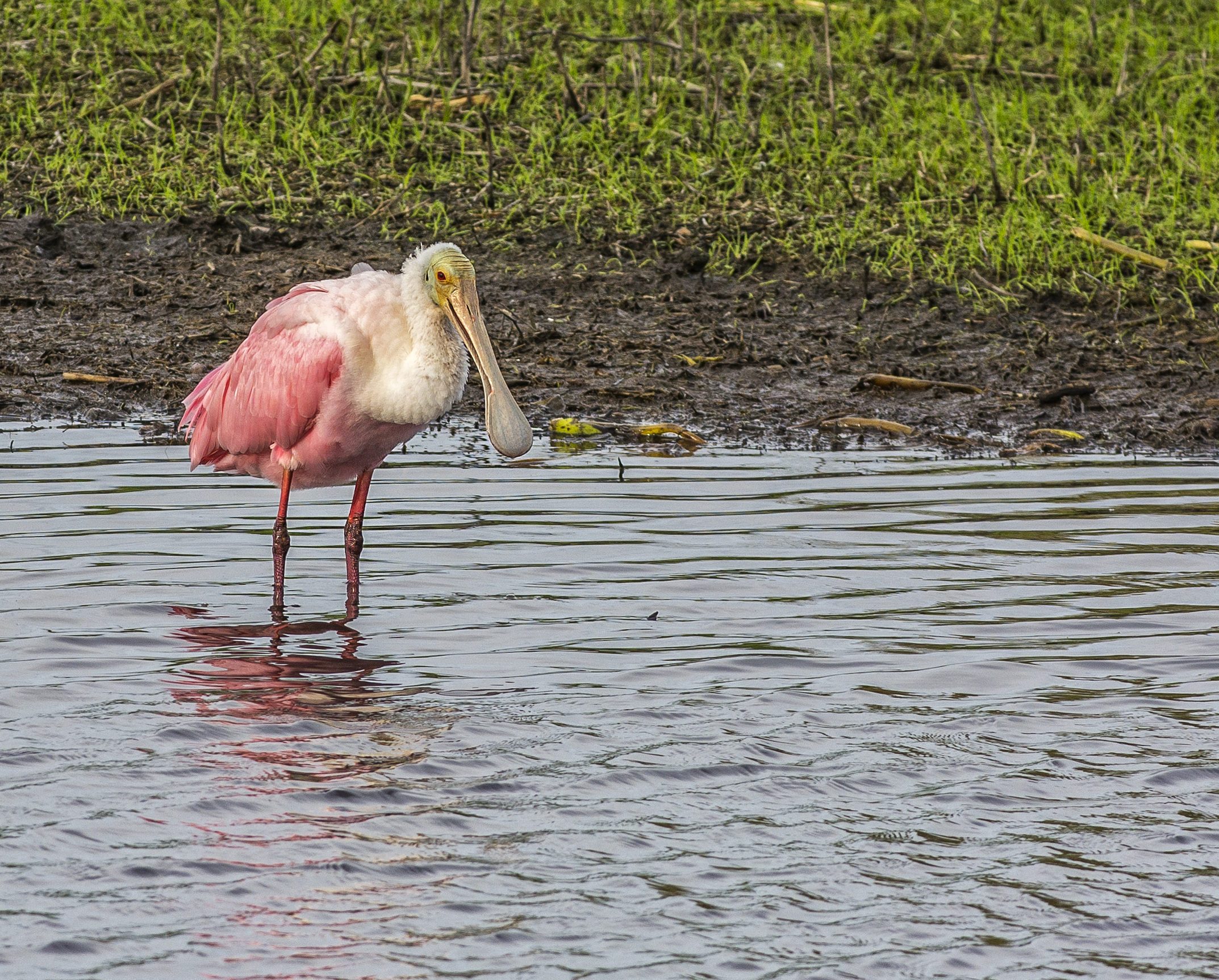 Rosenskedstork
