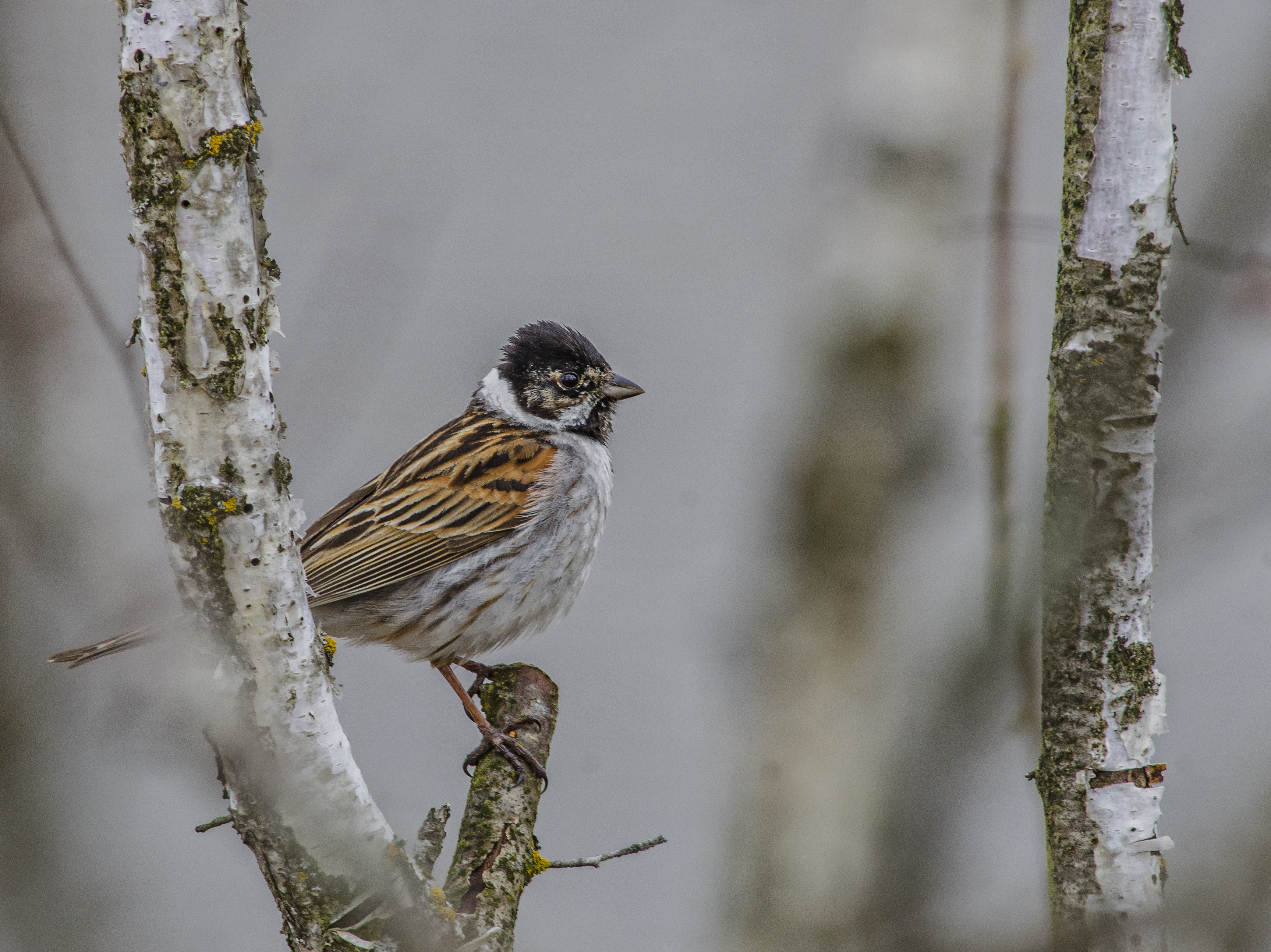 Sävsparv / Reed Bunting