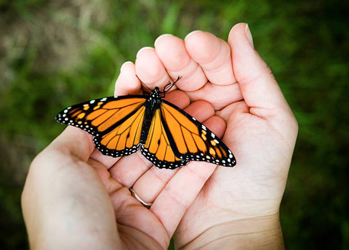 Pássaros e Borboletas 2.jpg