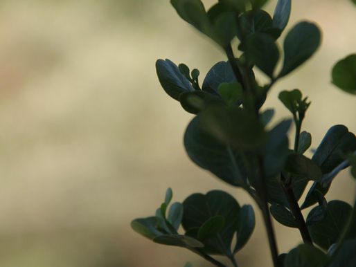 גלי חום, שינה ומצב רוח: איך תזונה משפיעה על תסמיני גיל המעבר