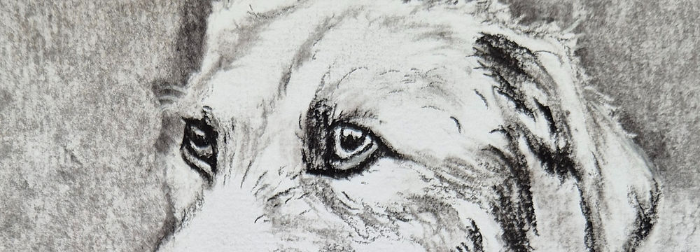 dogs eye in Charcoal