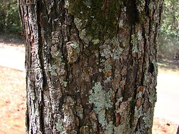 Flickr_-_João_de_Deus_Medeiros_-_Copaifera_langsdorffii.jpg