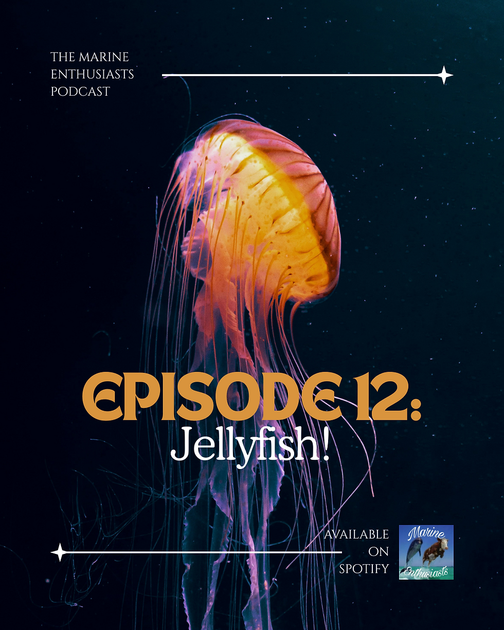 Our poster for Episode 12 of the Marine Enthusiasts Podcast “Jellyfish!”. Credit to the Marine Enthusiasts.