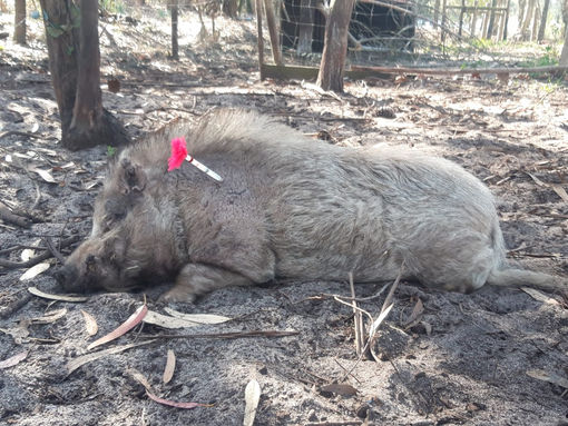 WhatsApp Image 2022-05-02 at 16.49.03.jpeg