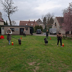 Training mit Hunde