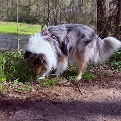 hund schnüffelt am boden