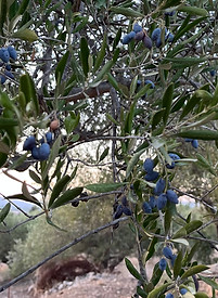 Olijfboomgaard Kreta