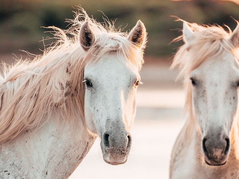 Two of the Wild White Horses of the Camargue at the beach in the sunset, hoping for a bett
