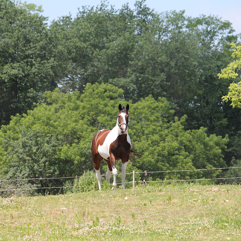 Horse Health 102