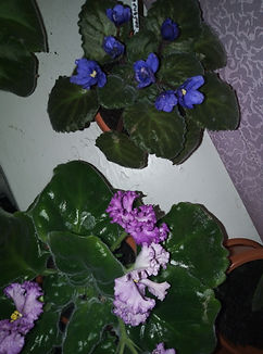 IMG_20210818_210639.jpg
